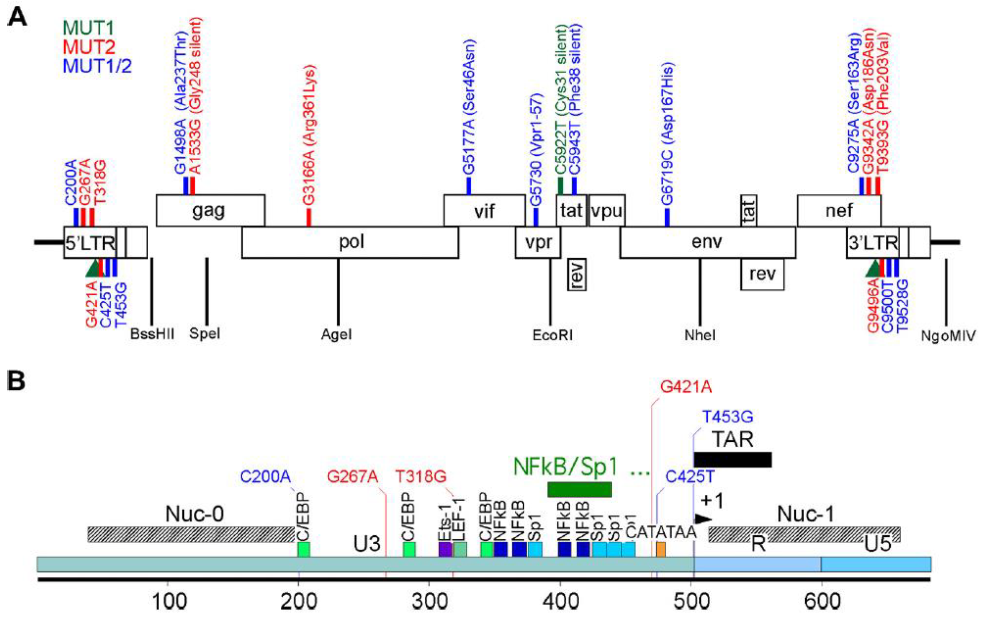 Viruses 15 00950 g001