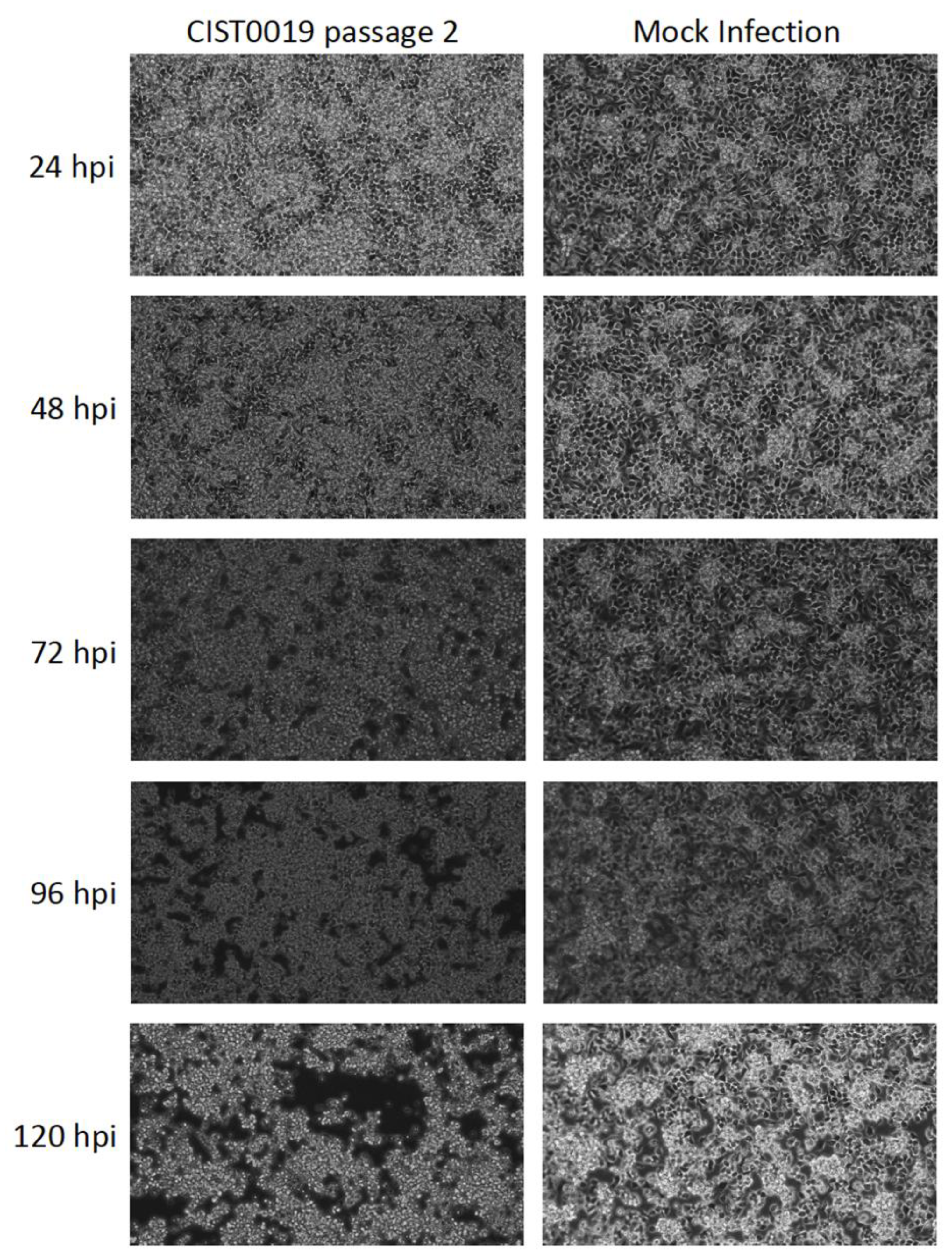 Viruses 15 00953 g001 Viruses 15 00953 g001