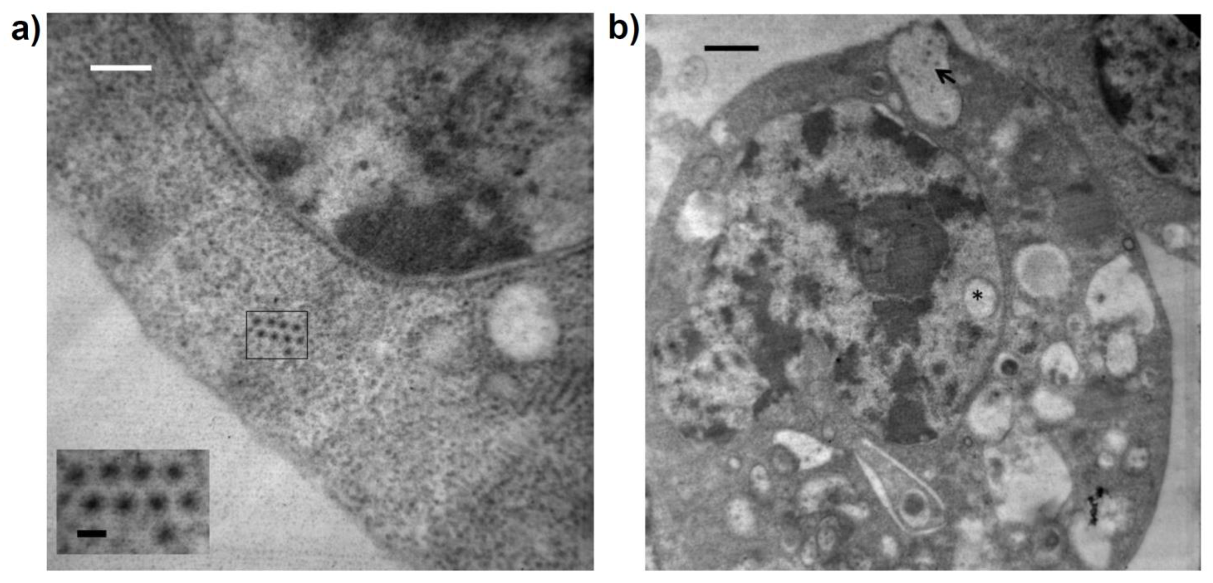 Viruses 15 00953 g004 Viruses 15 00953 g004