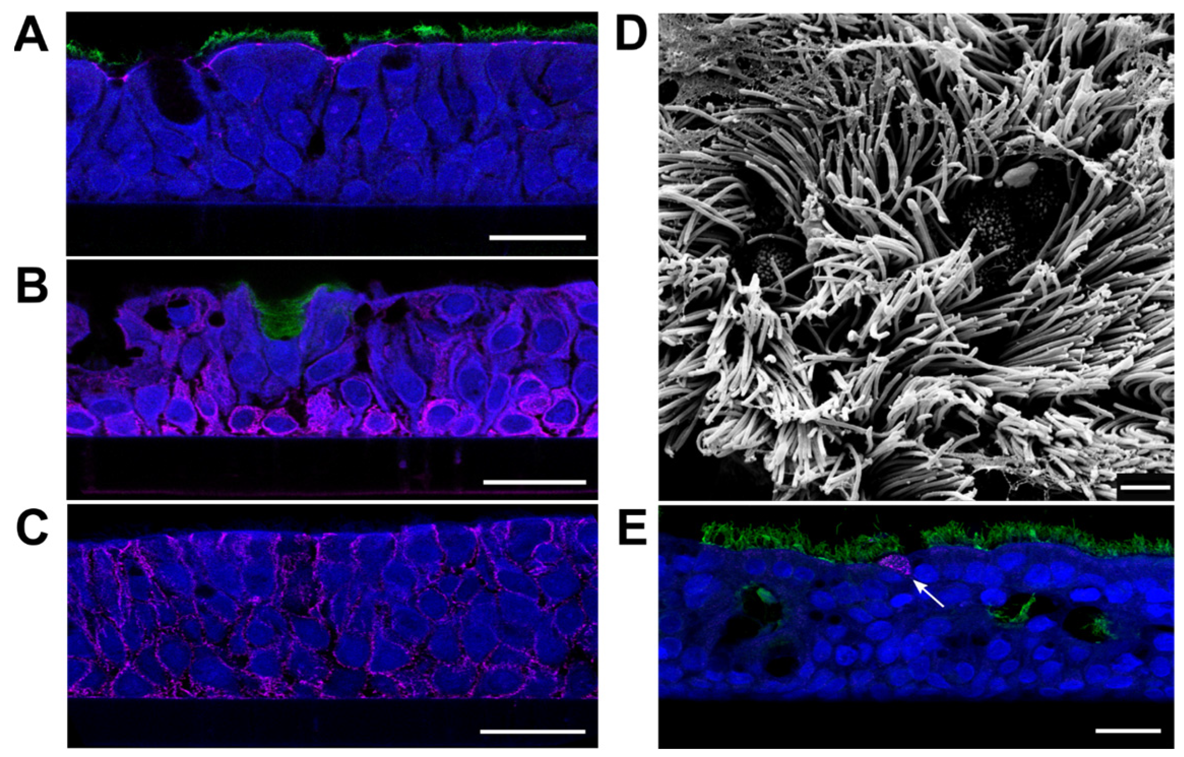 Viruses 15 00961 g001