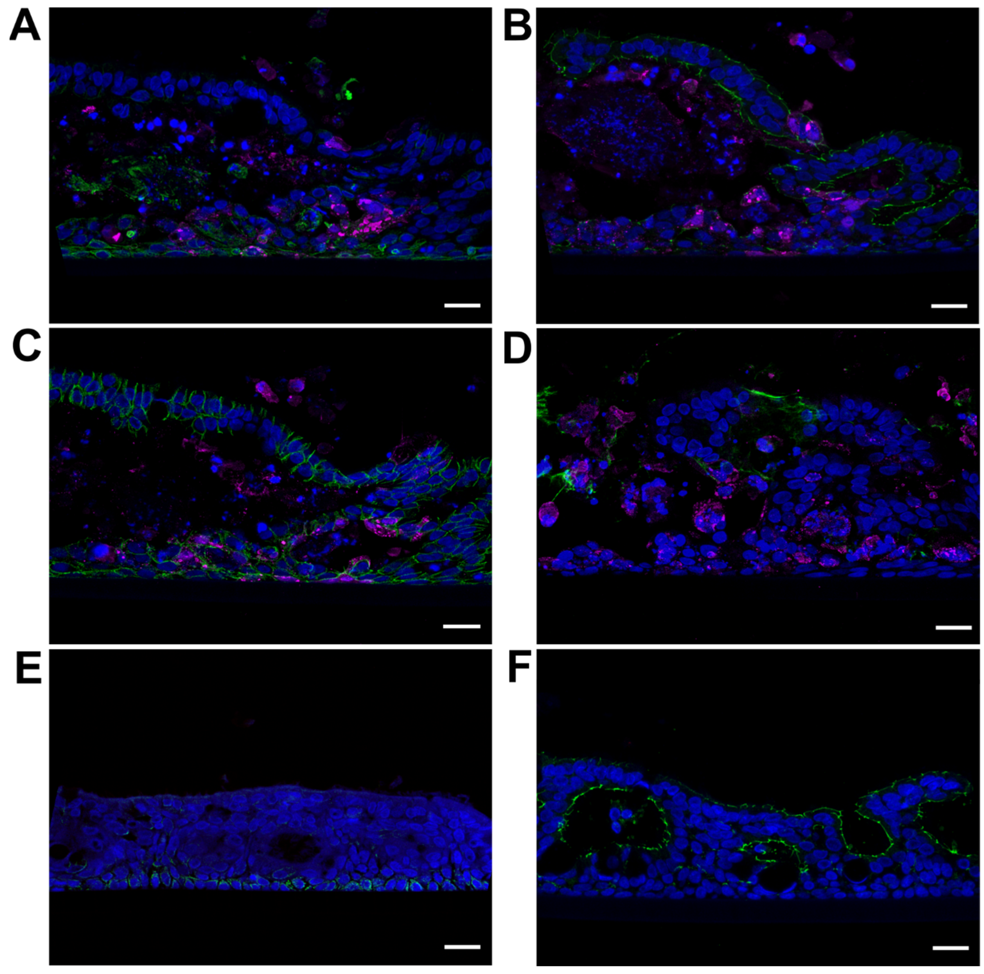 Viruses 15 00961 g004
