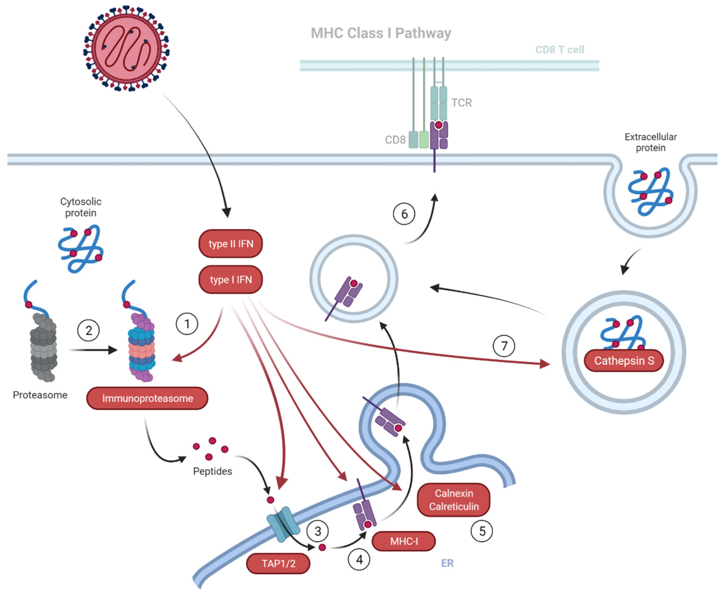 Viruses 15 00961 g012
