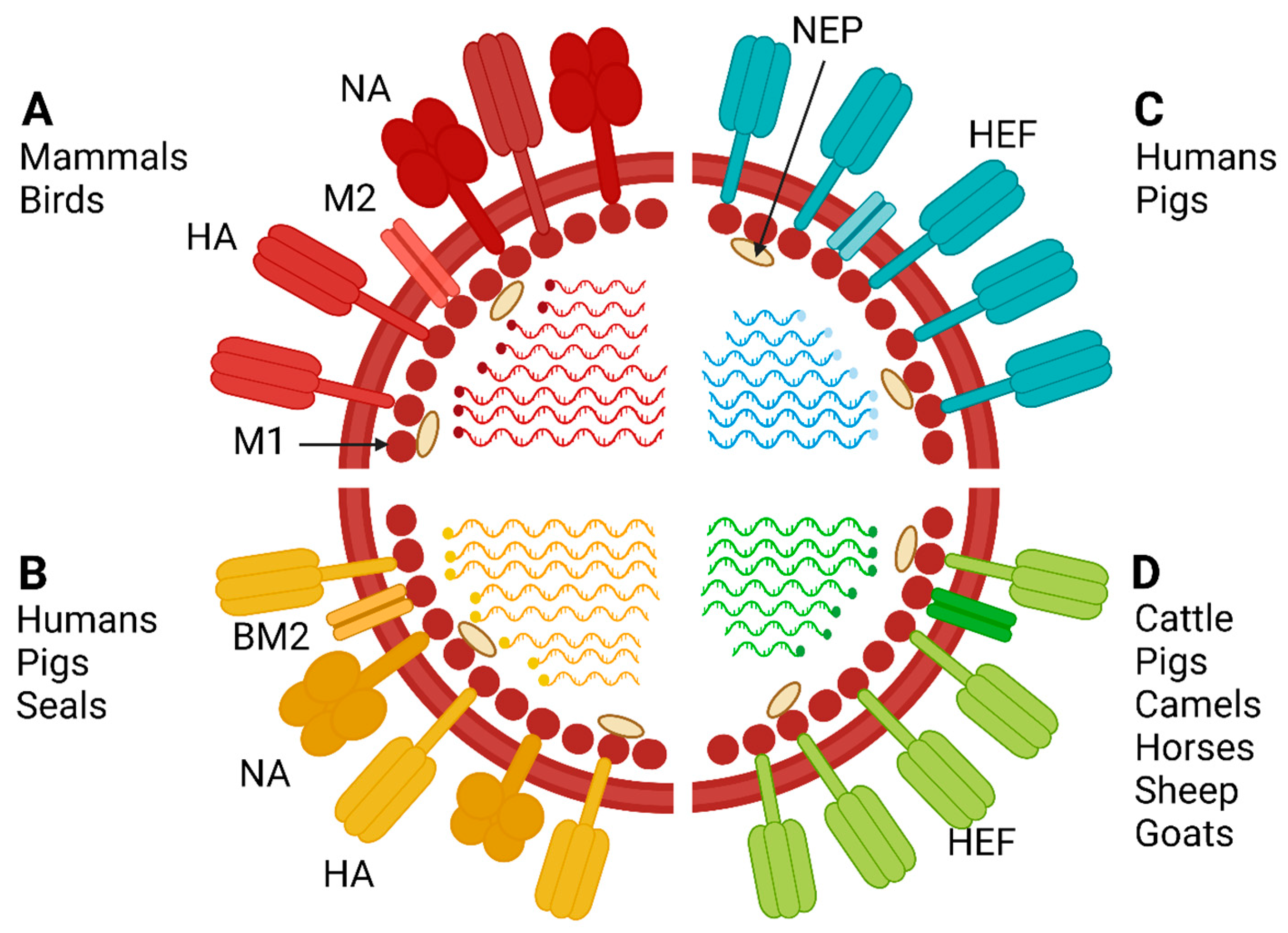 Viruses 15 00980 g001