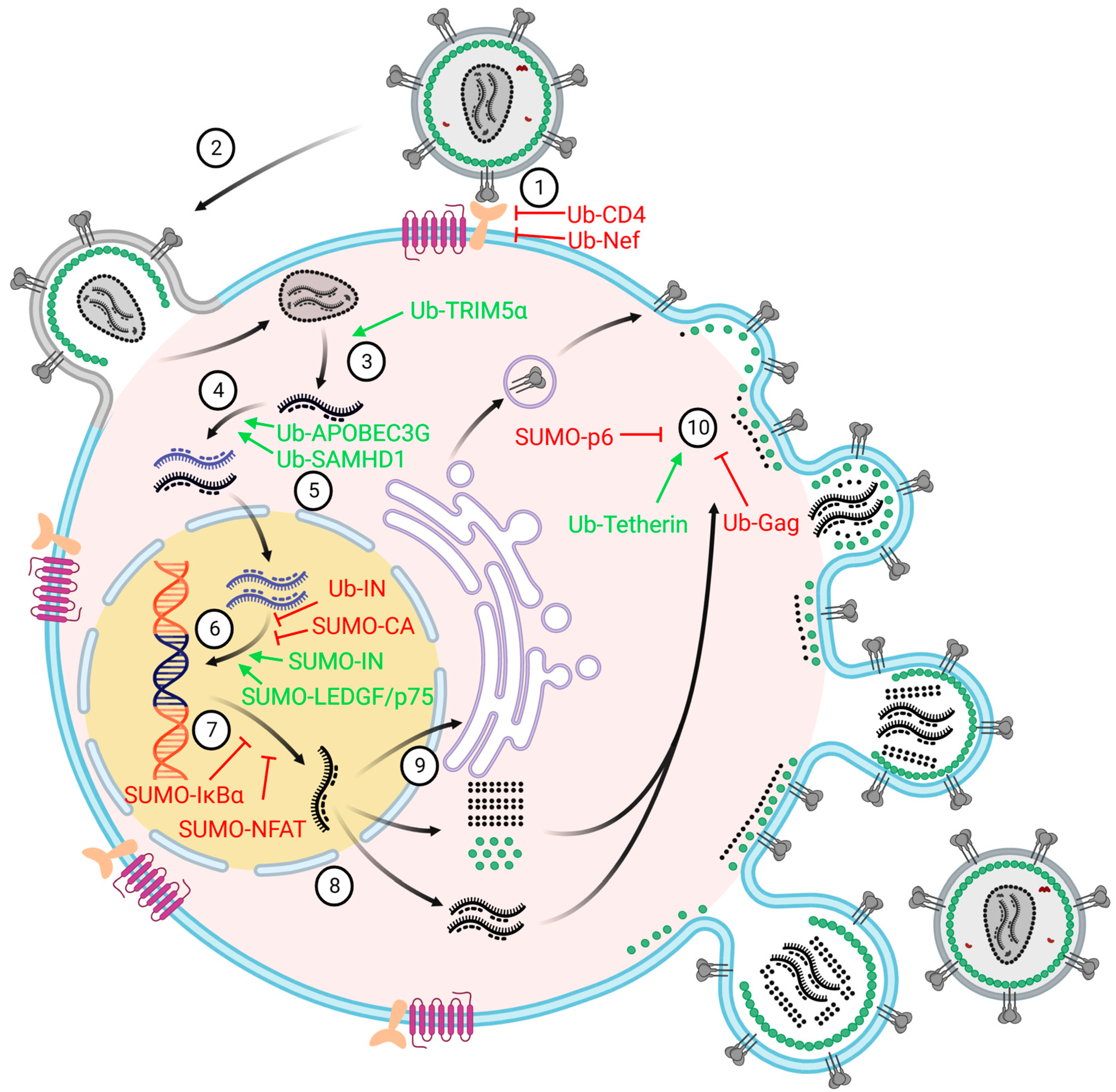 Viruses 15 00985 g003