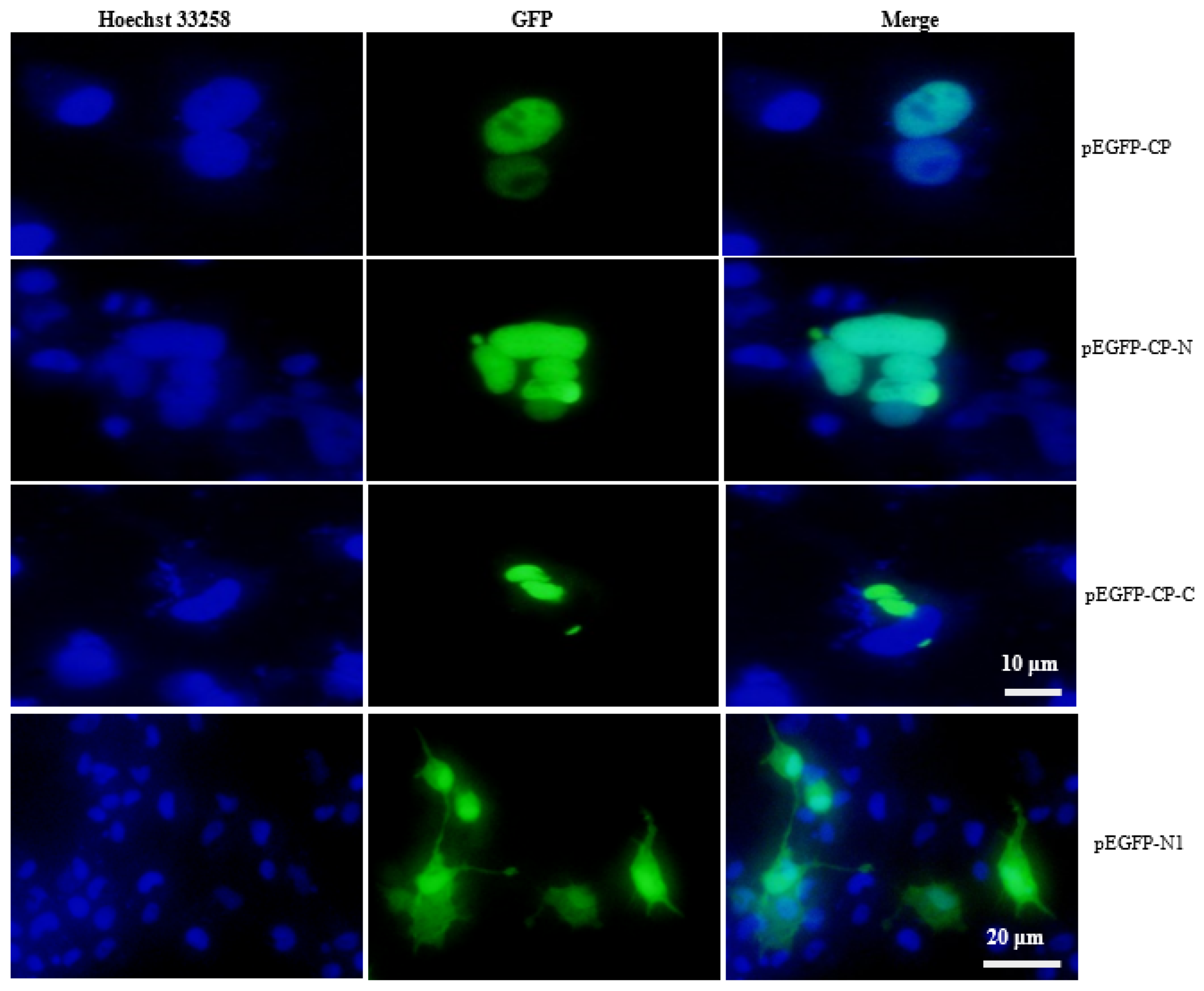 Viruses 15 00988 g002