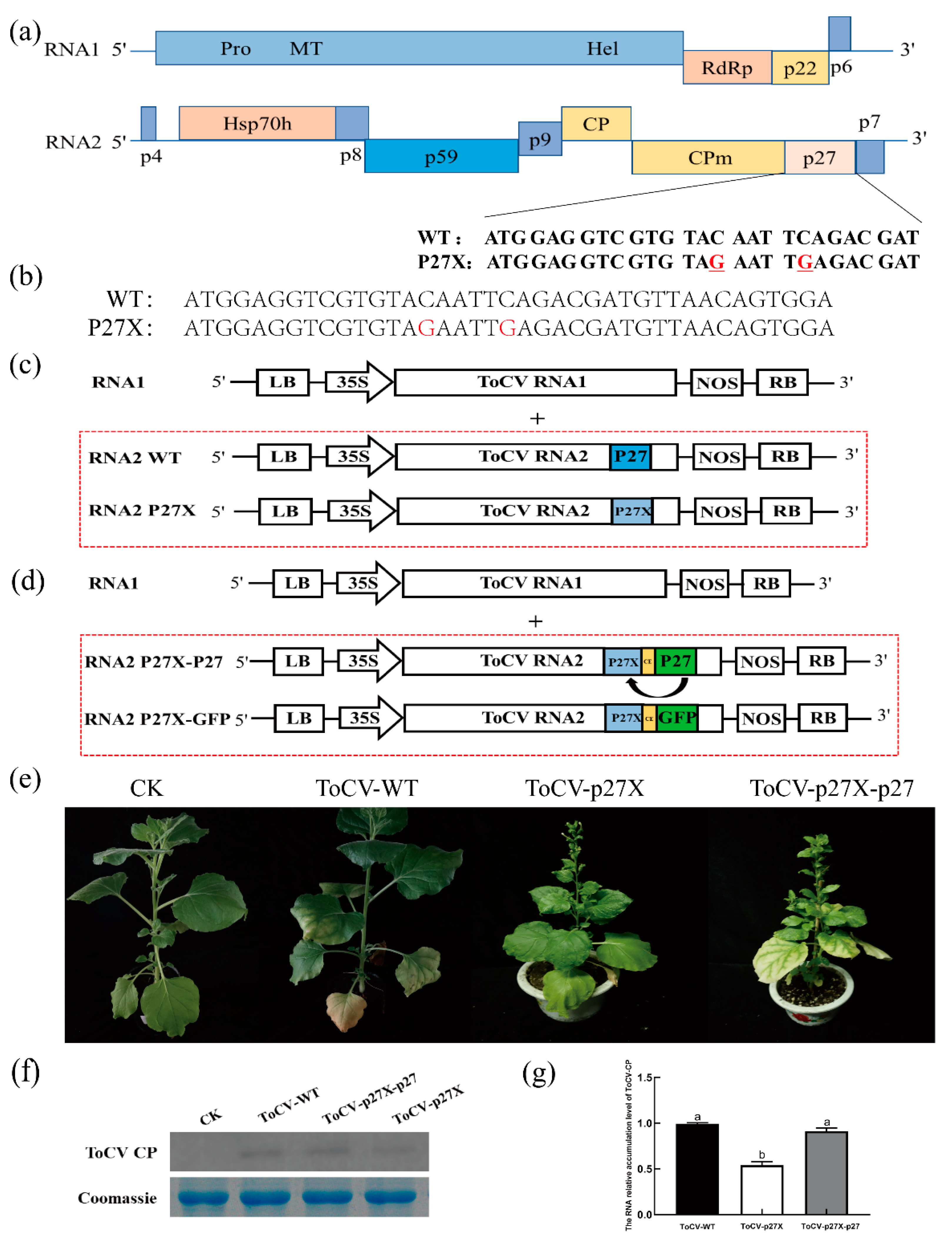 Viruses 15 00990 g001
