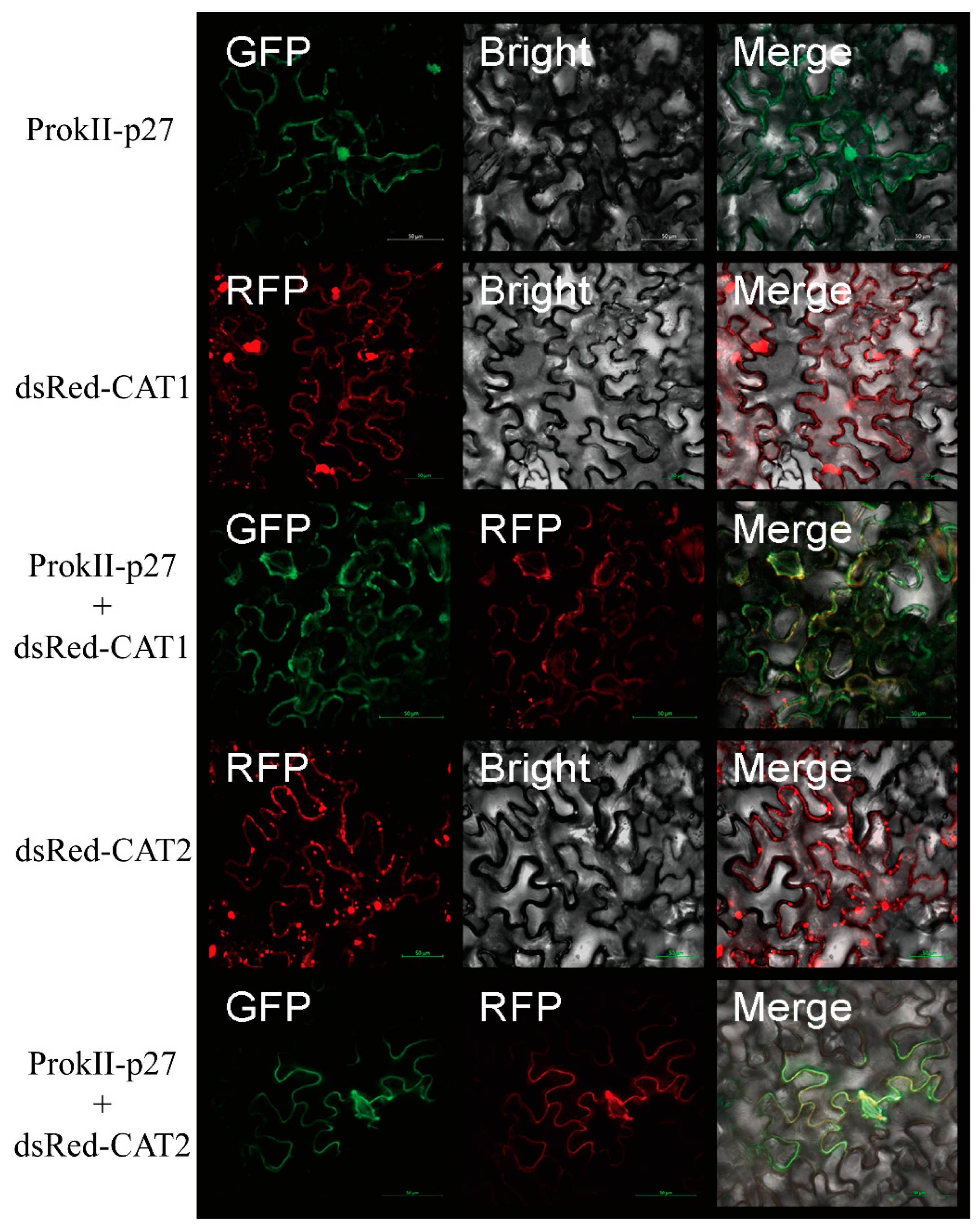 Viruses 15 00990 g005