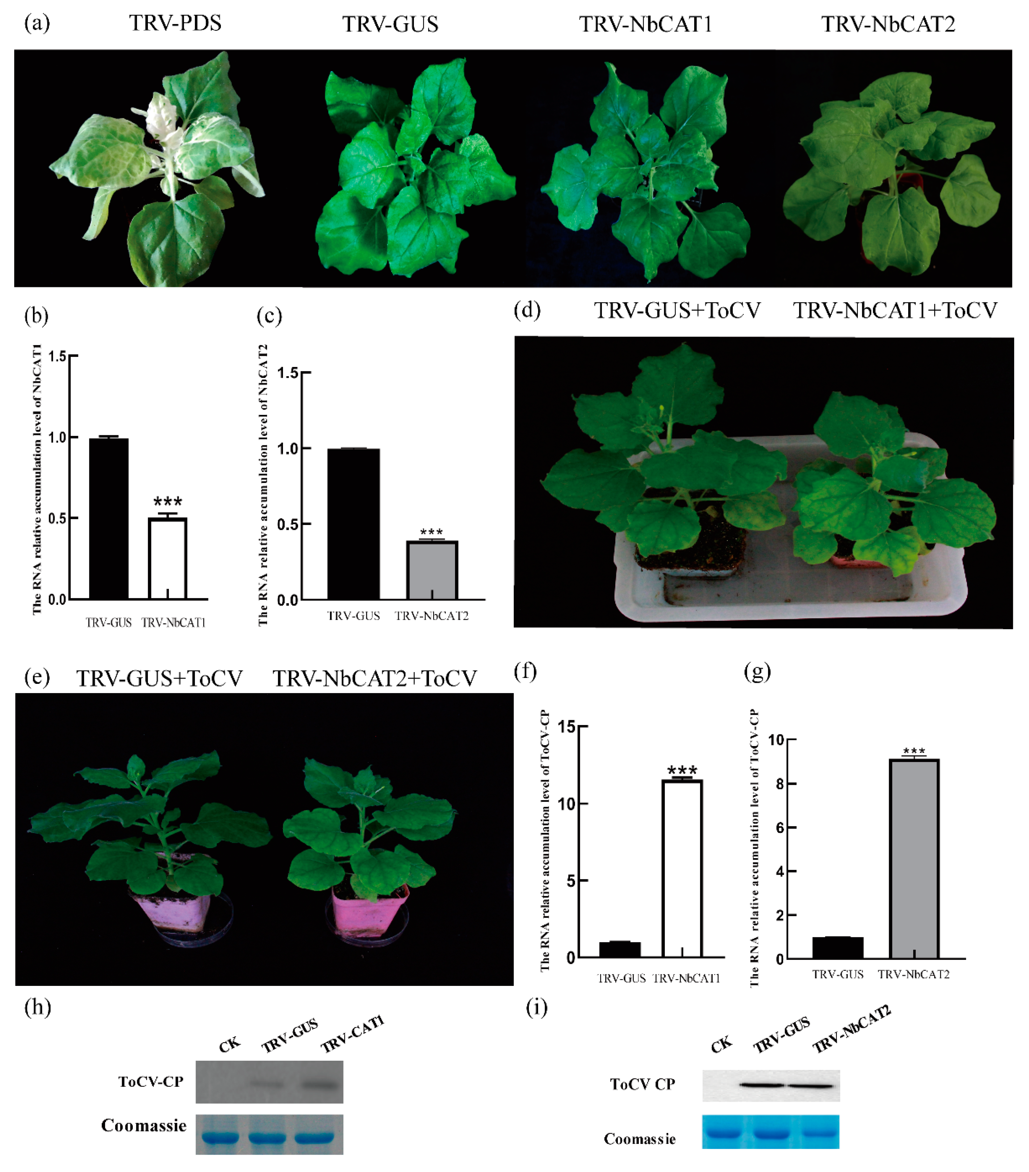 Viruses 15 00990 g006
