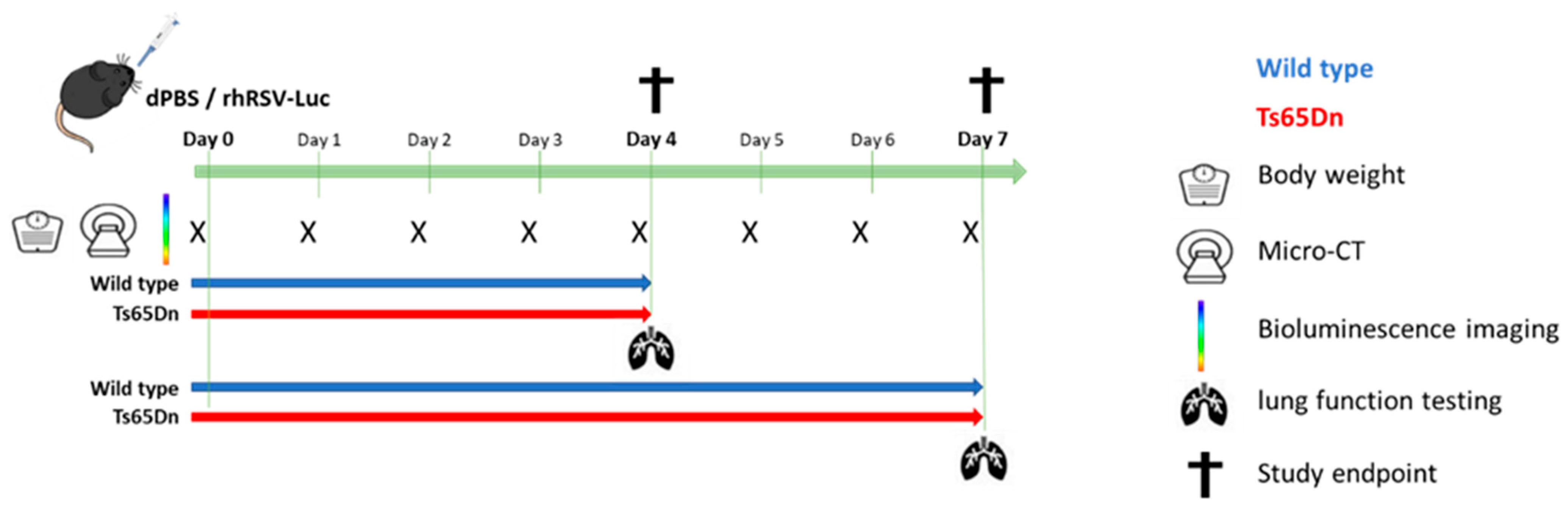 Viruses 15 00993 g001