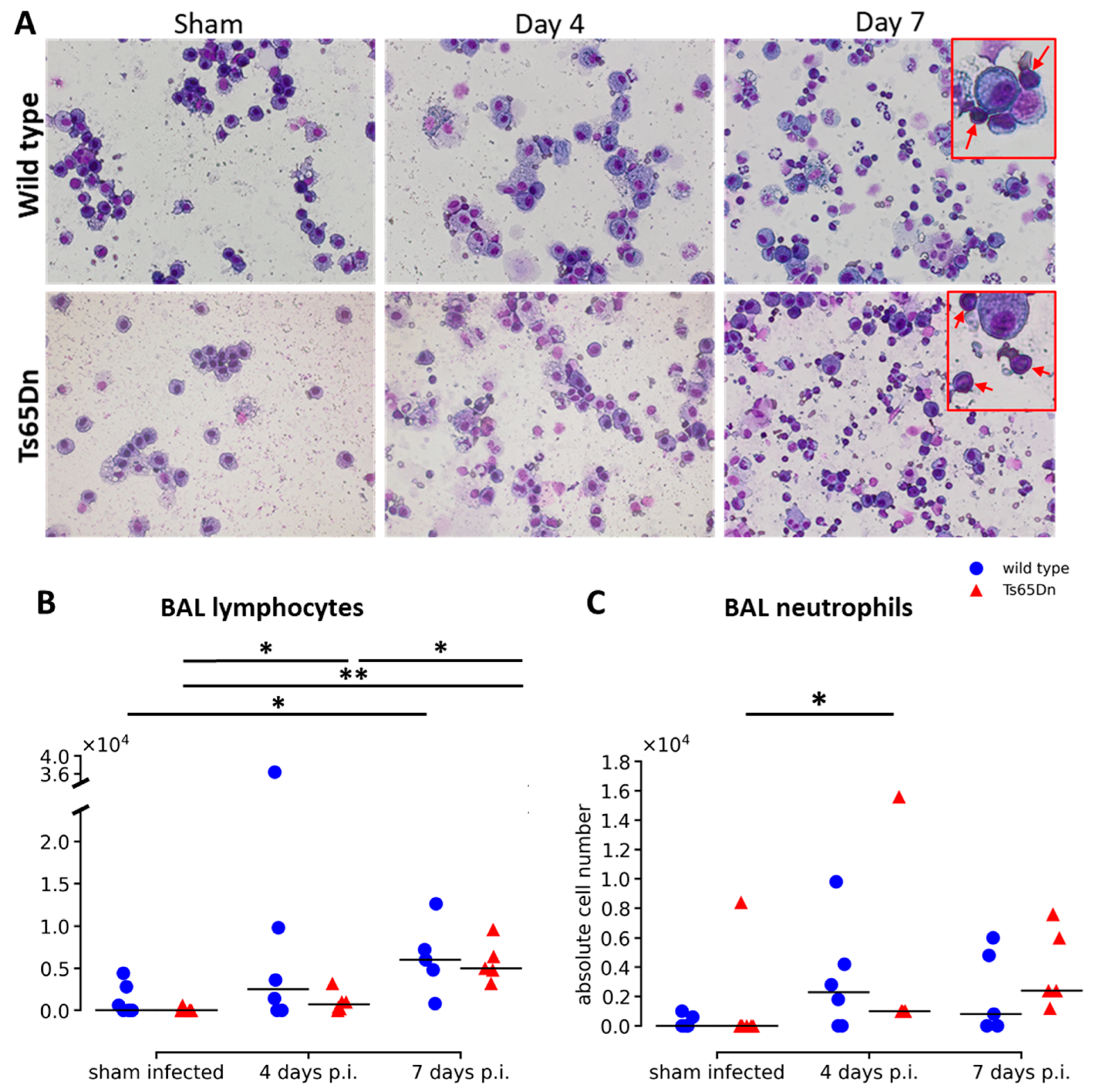 Viruses 15 00993 g004