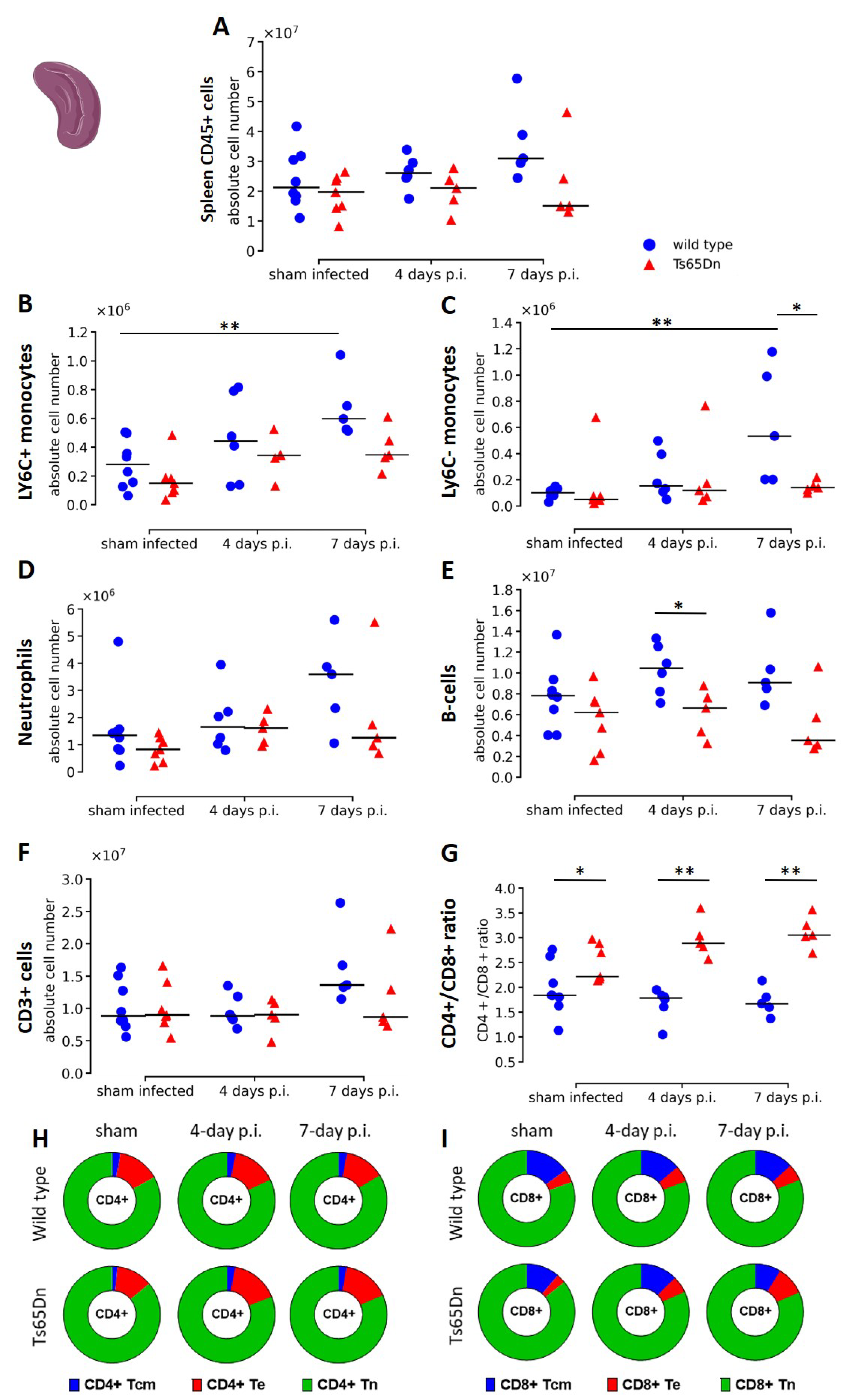 Viruses 15 00993 g007