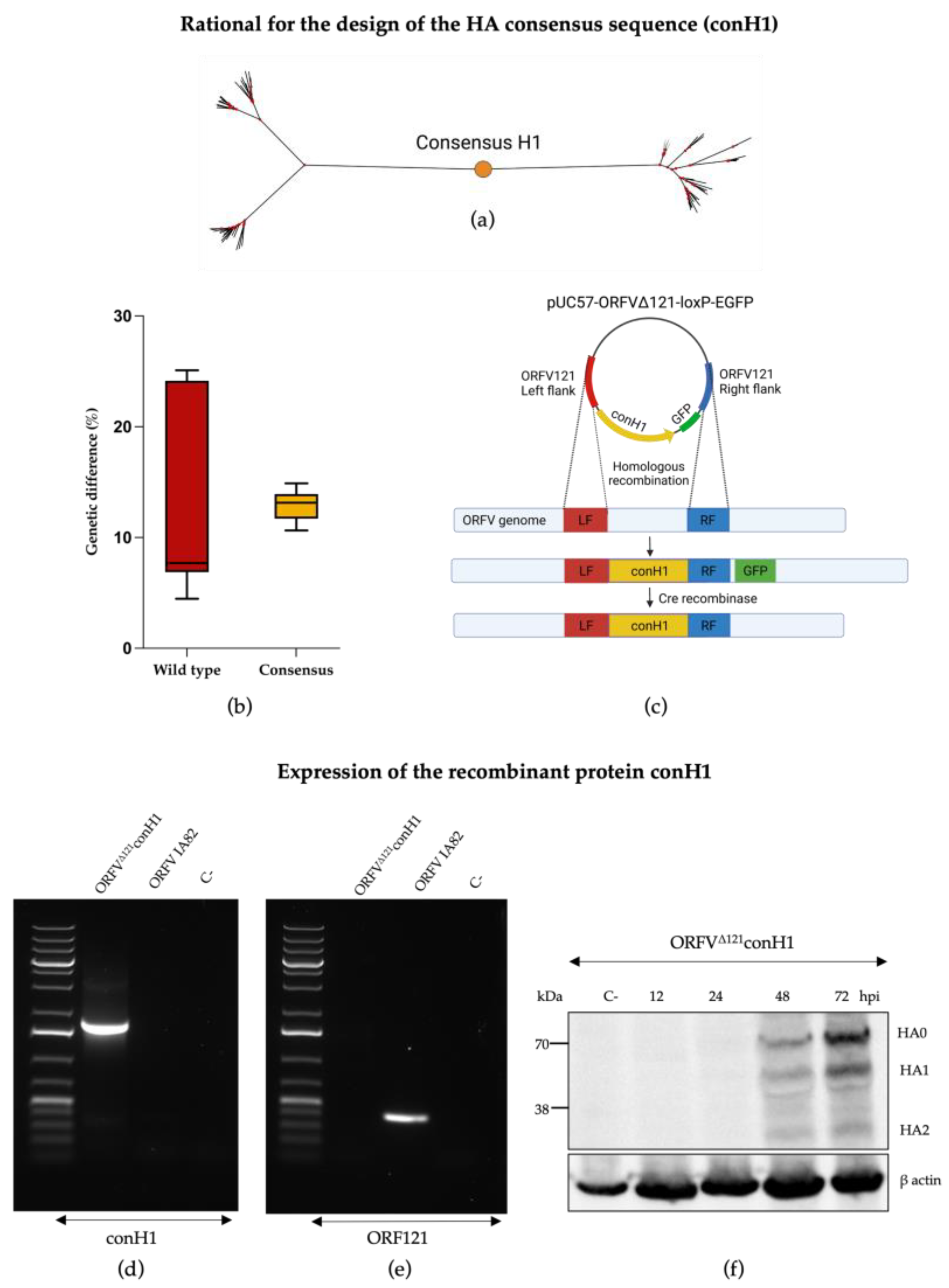 Viruses 15 00994 g001 Viruses 15 00994 g001