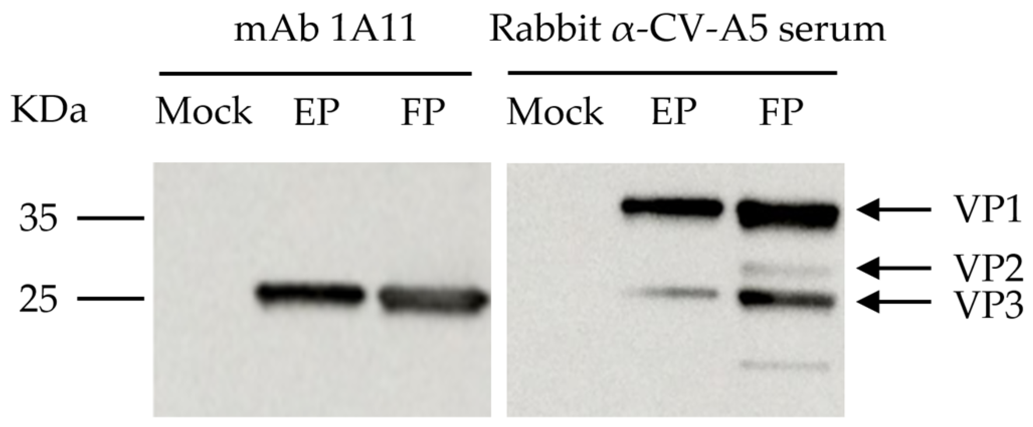 Viruses 15 01028 g001