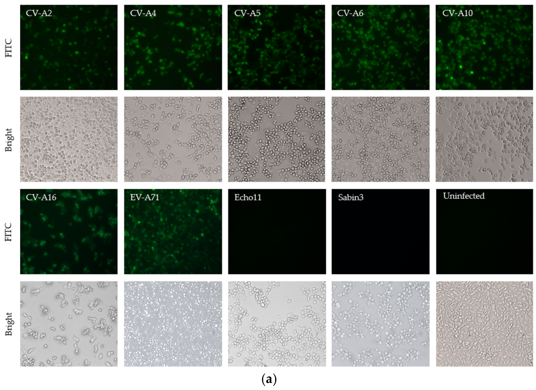 Viruses 15 01028 g002a