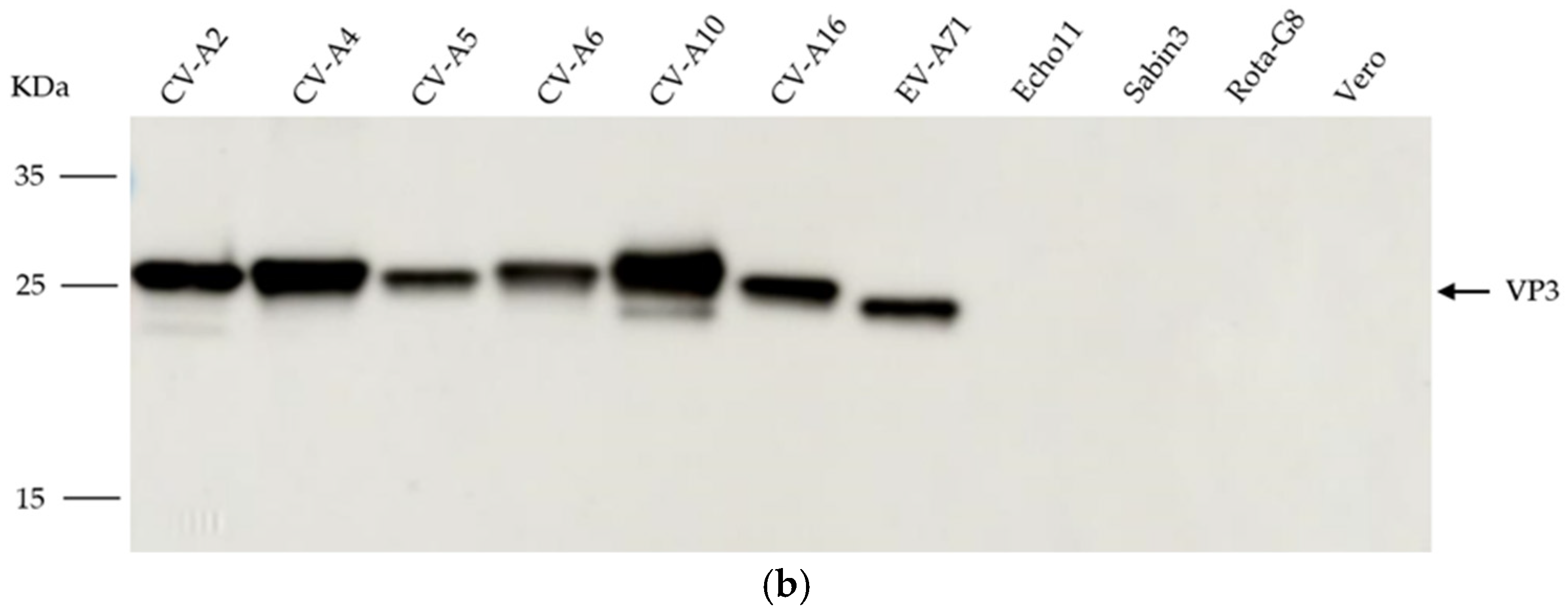 Viruses 15 01028 g002b