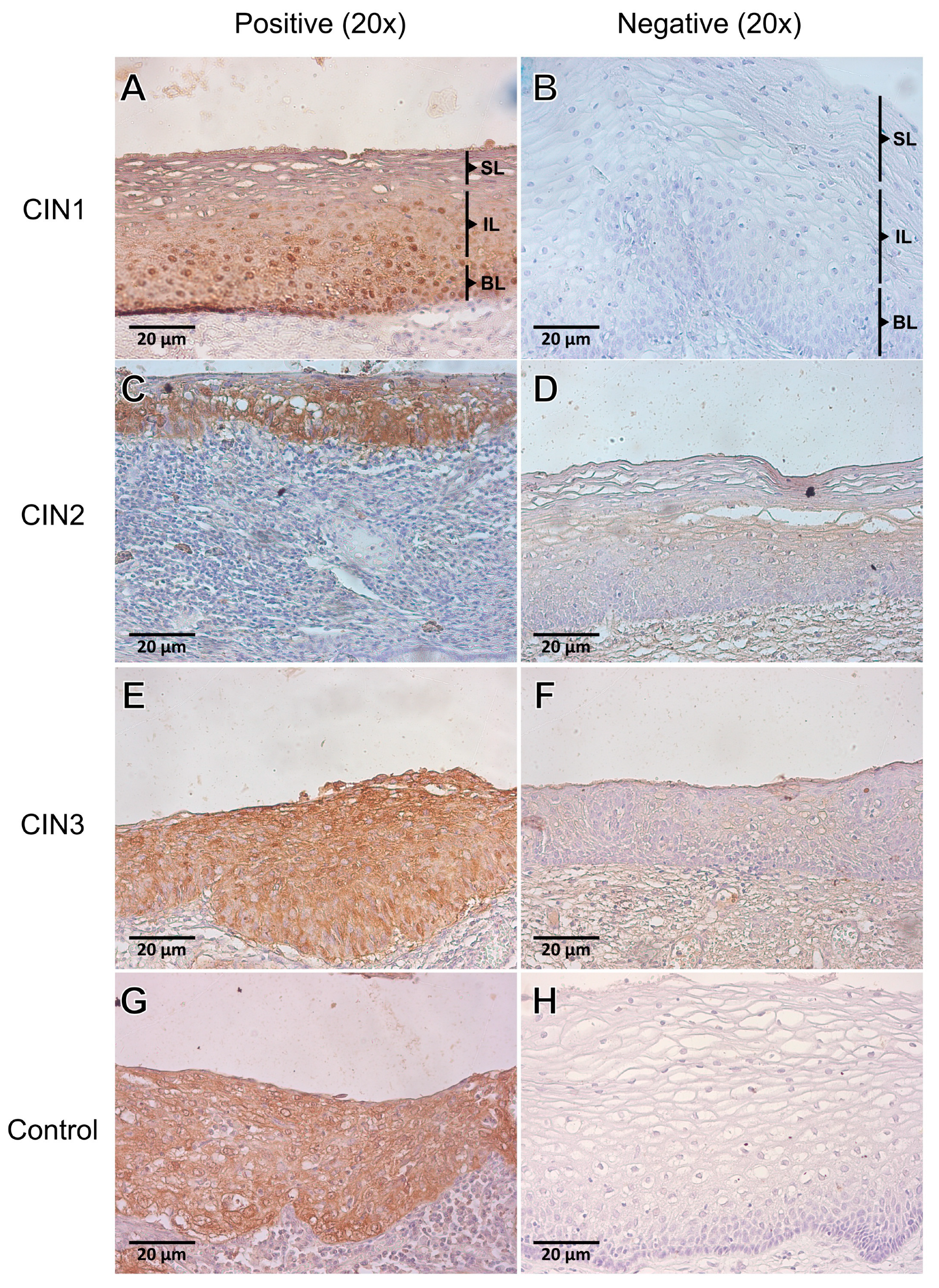 Viruses 15 01031 g001
