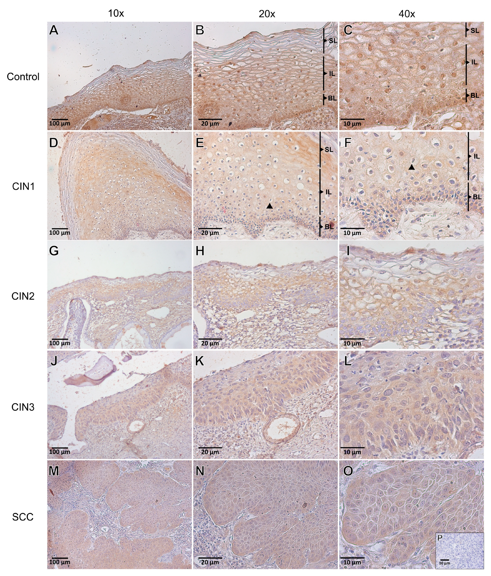 Viruses 15 01031 g002