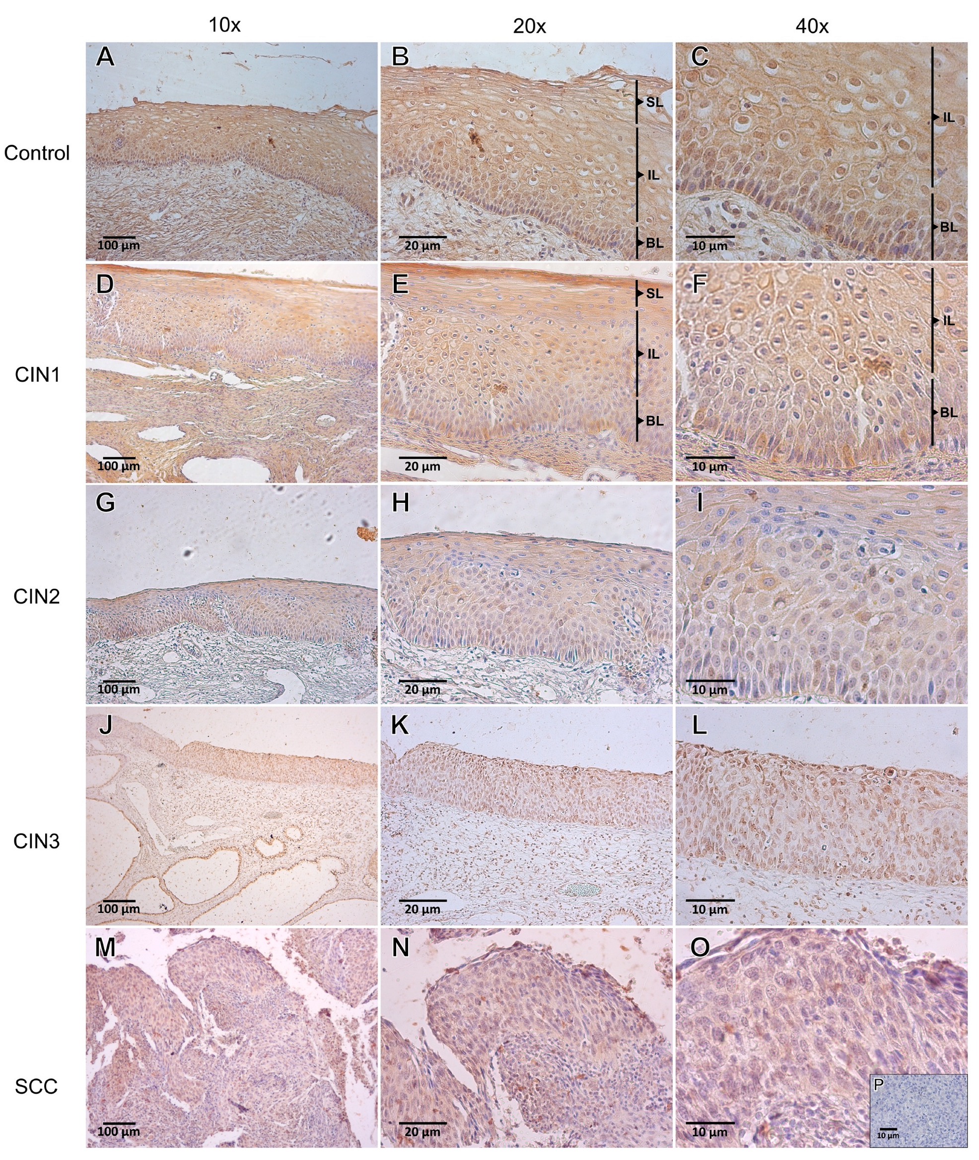 Viruses 15 01031 g004