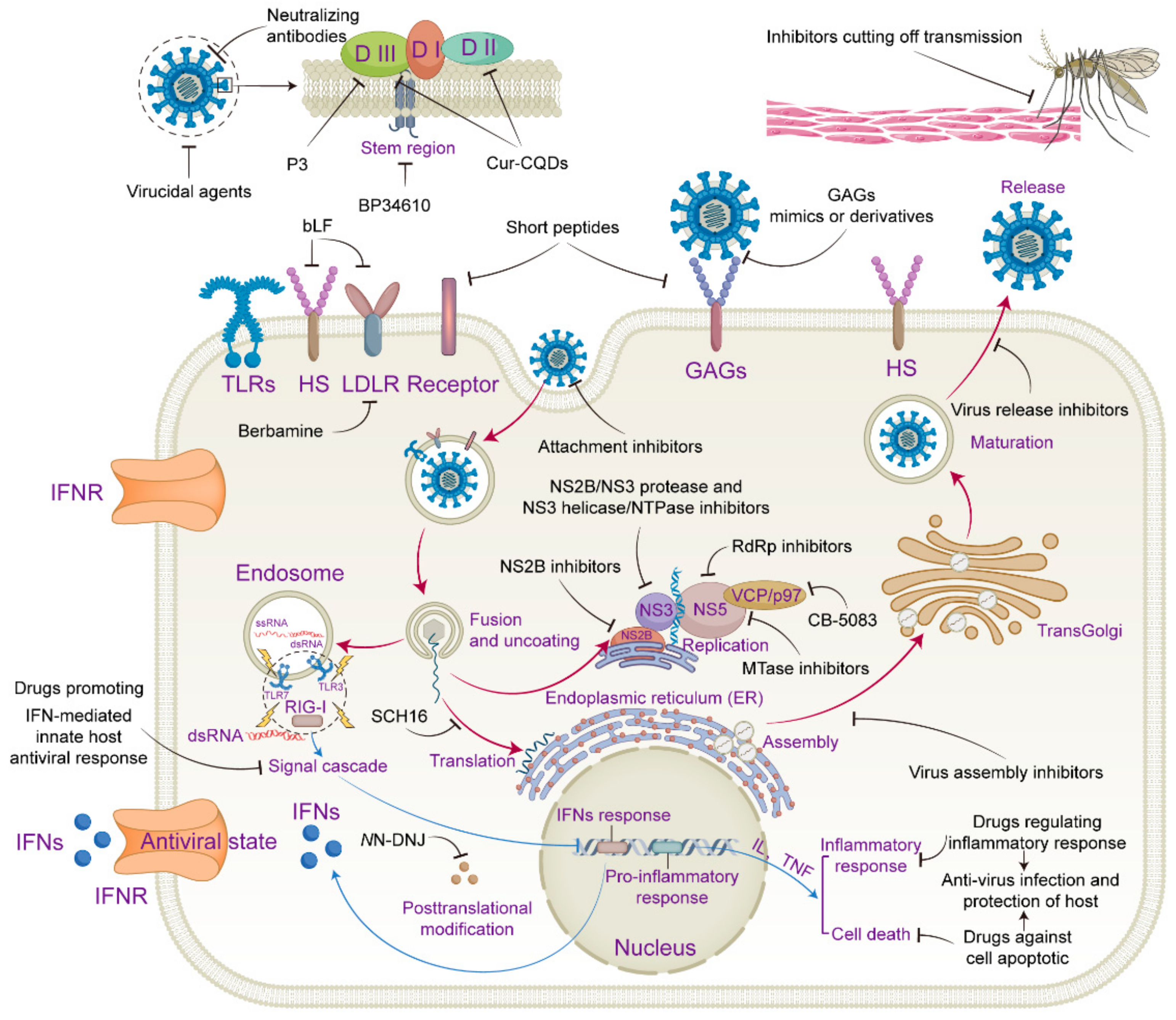 Viruses 15 01033 g001