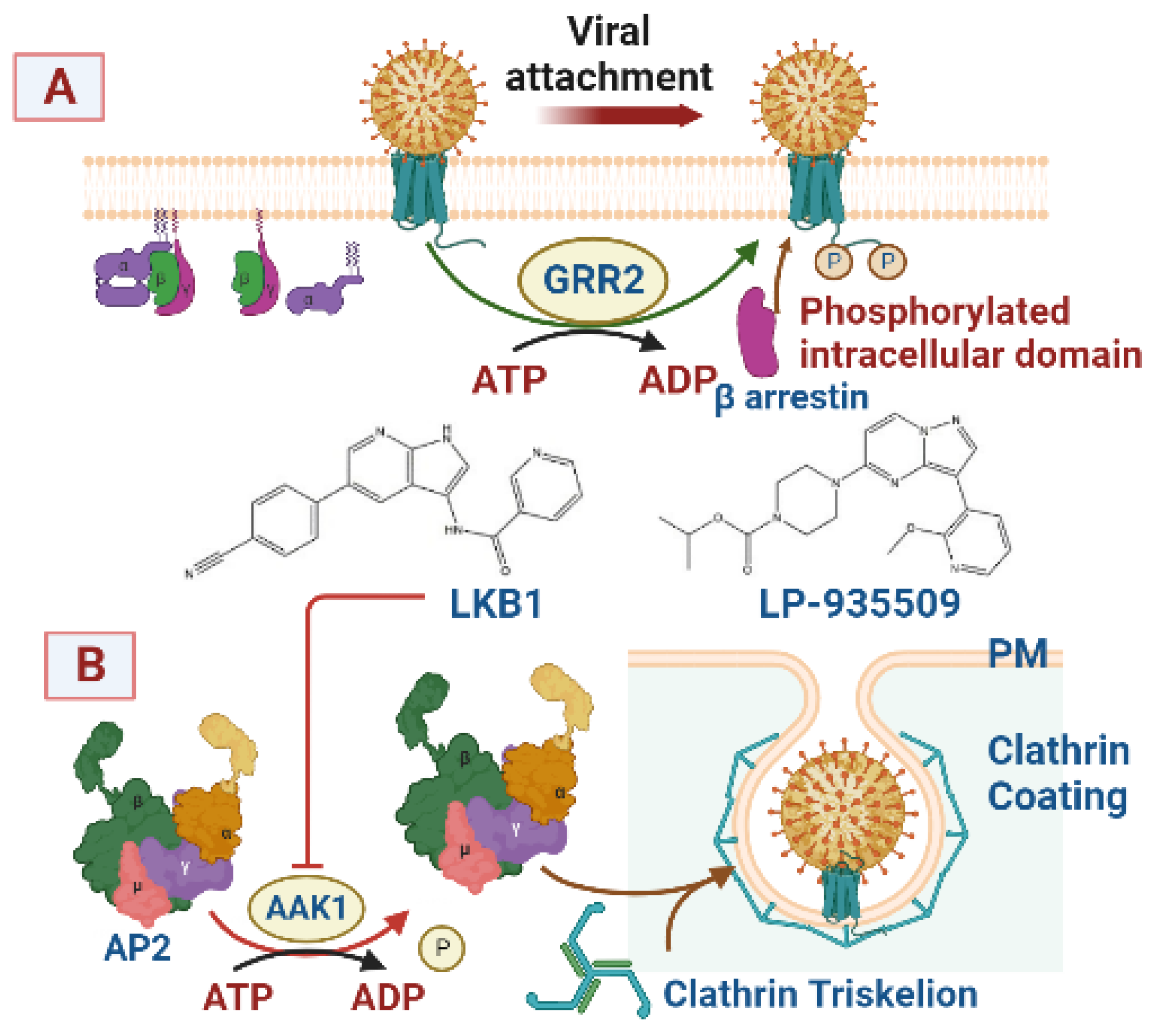 Viruses 15 01040 g005