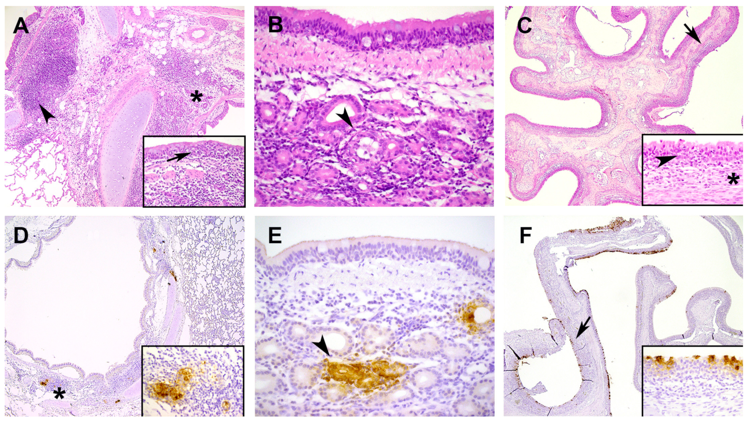 Viruses 15 01052 g001