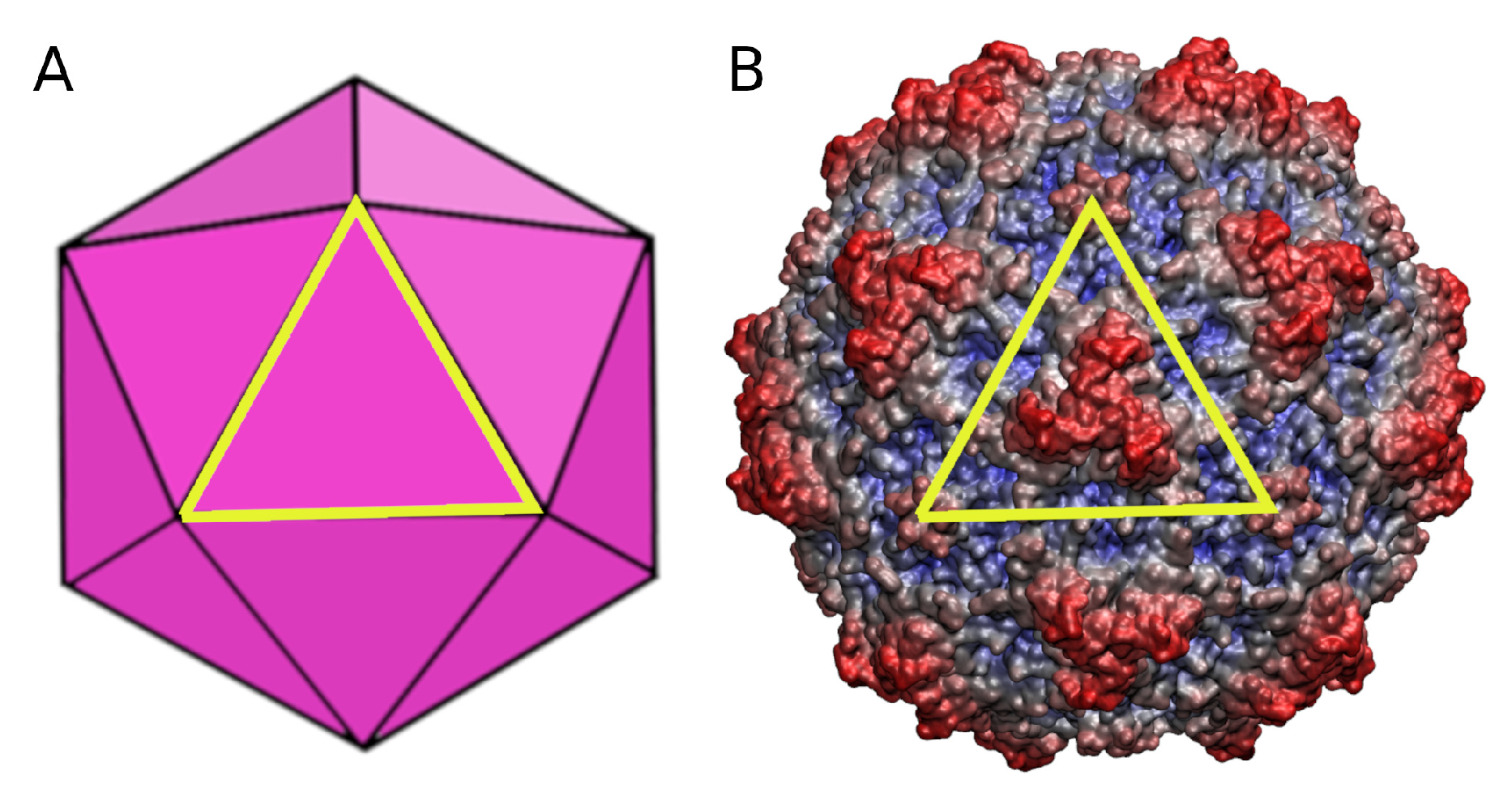 Viruses 15 01054 g001 Viruses 15 01054 g001