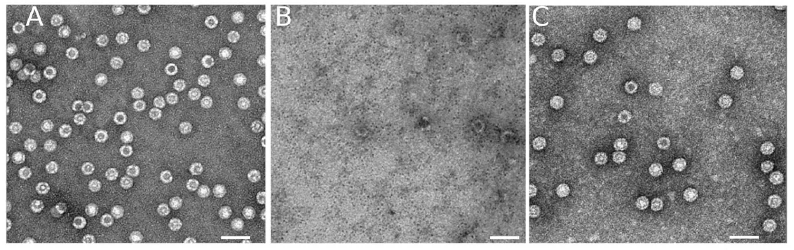 Viruses 15 01054 g002 Viruses 15 01054 g002