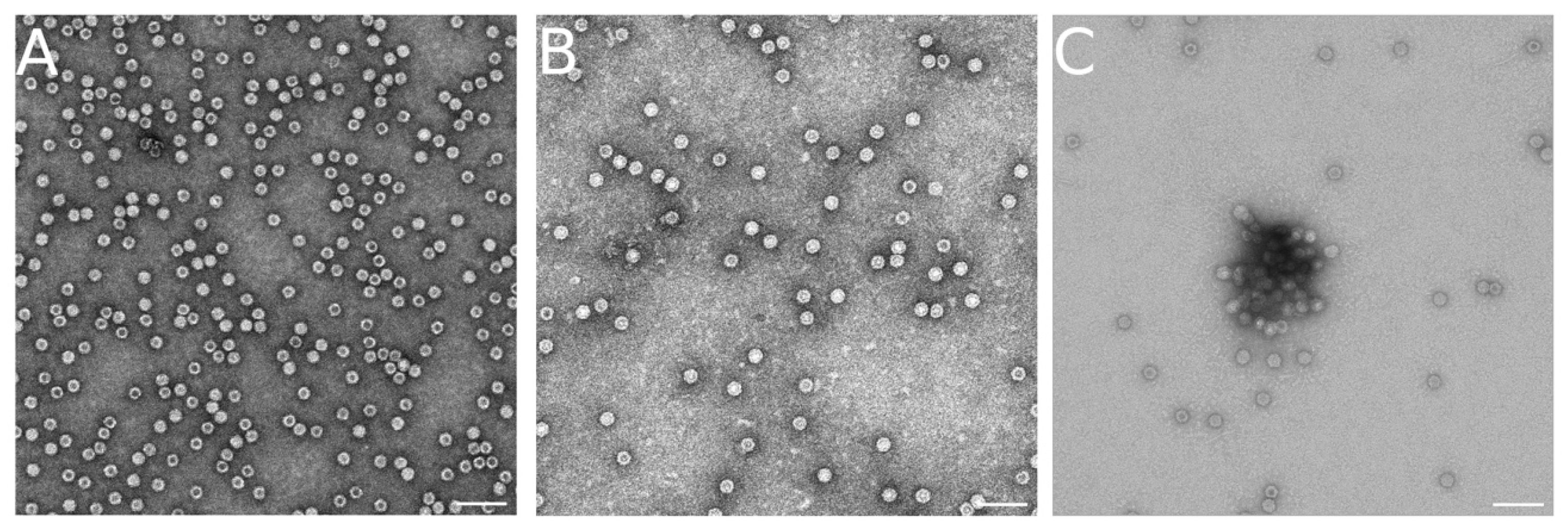 Viruses 15 01054 g004 Viruses 15 01054 g004