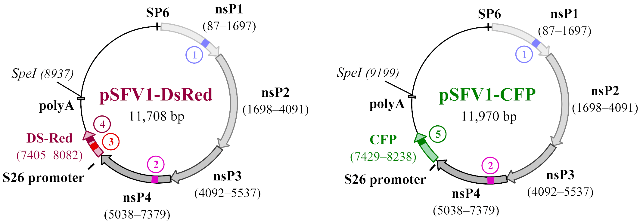 Viruses 15 01060 i001 Viruses 15 01060 i001