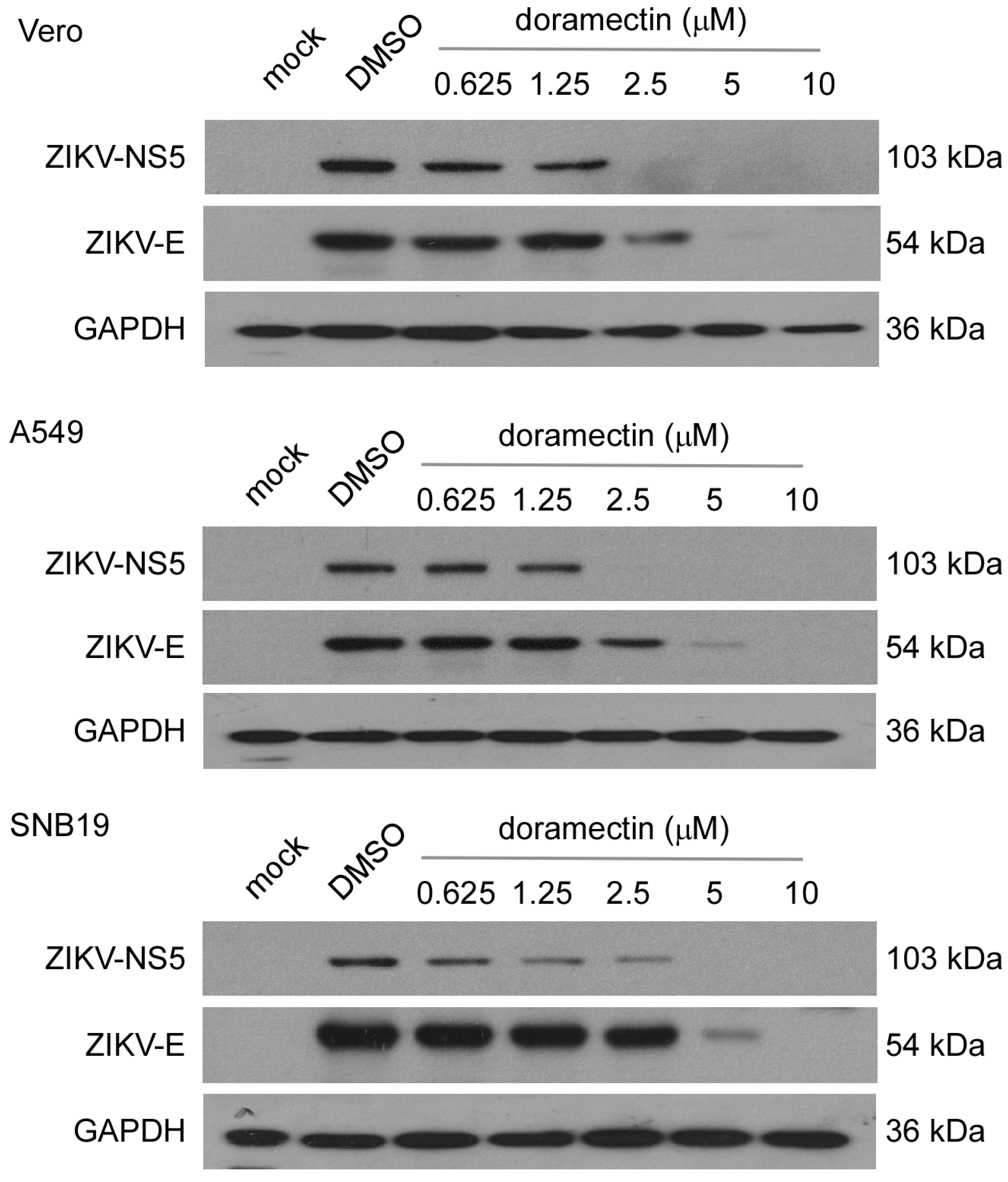Viruses 15 01068 g003