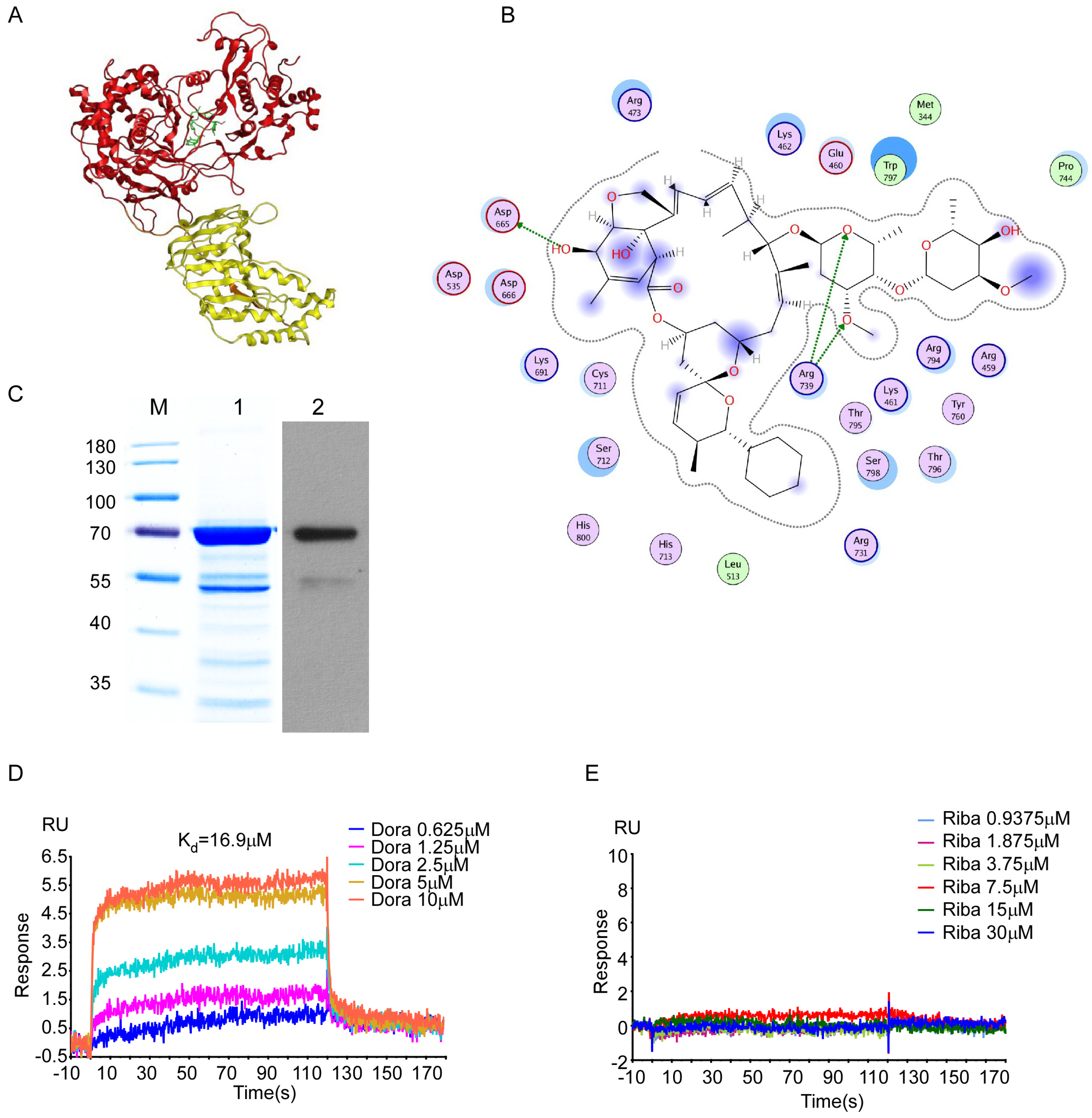 Viruses 15 01068 g005