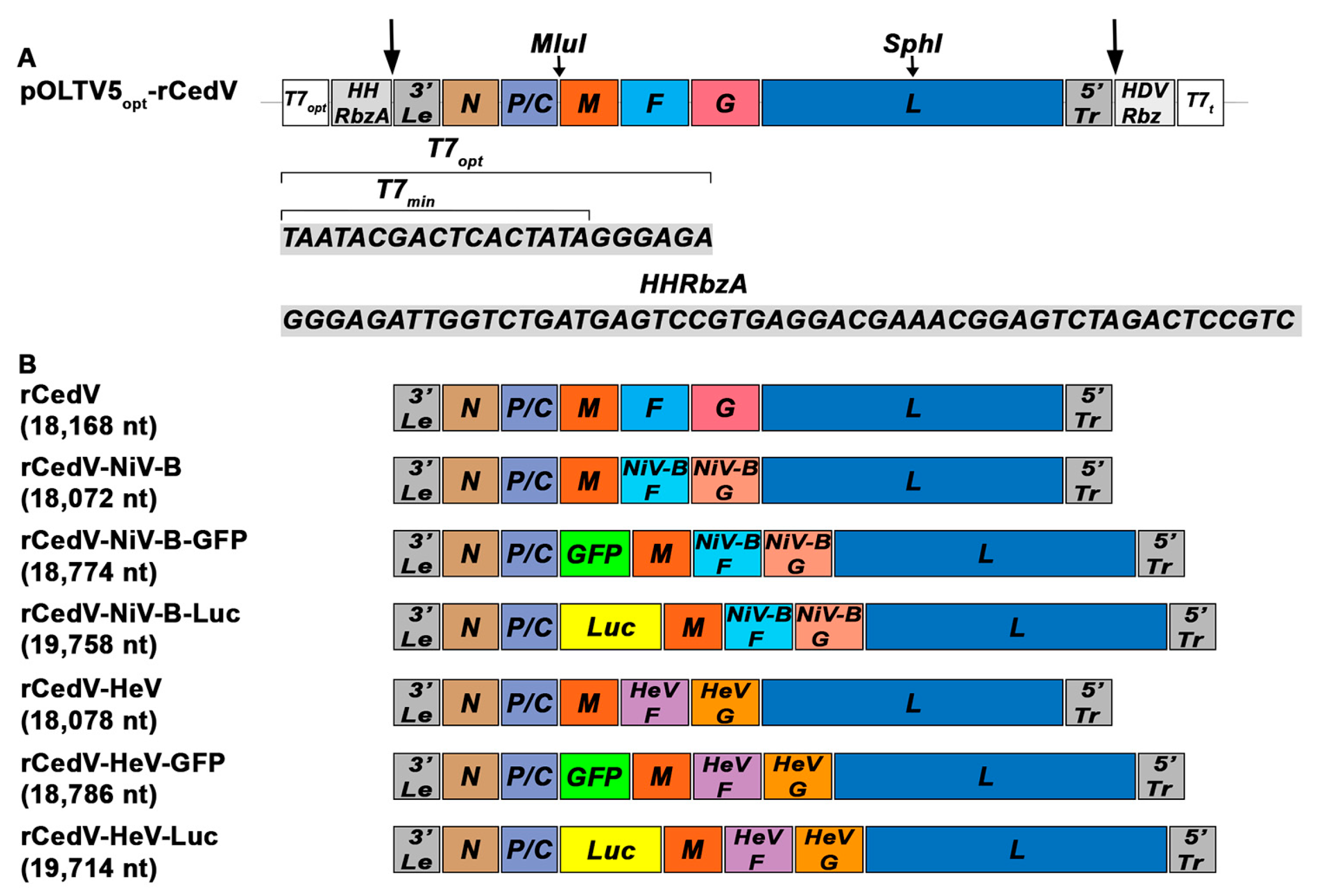 Viruses 15 01077 g001