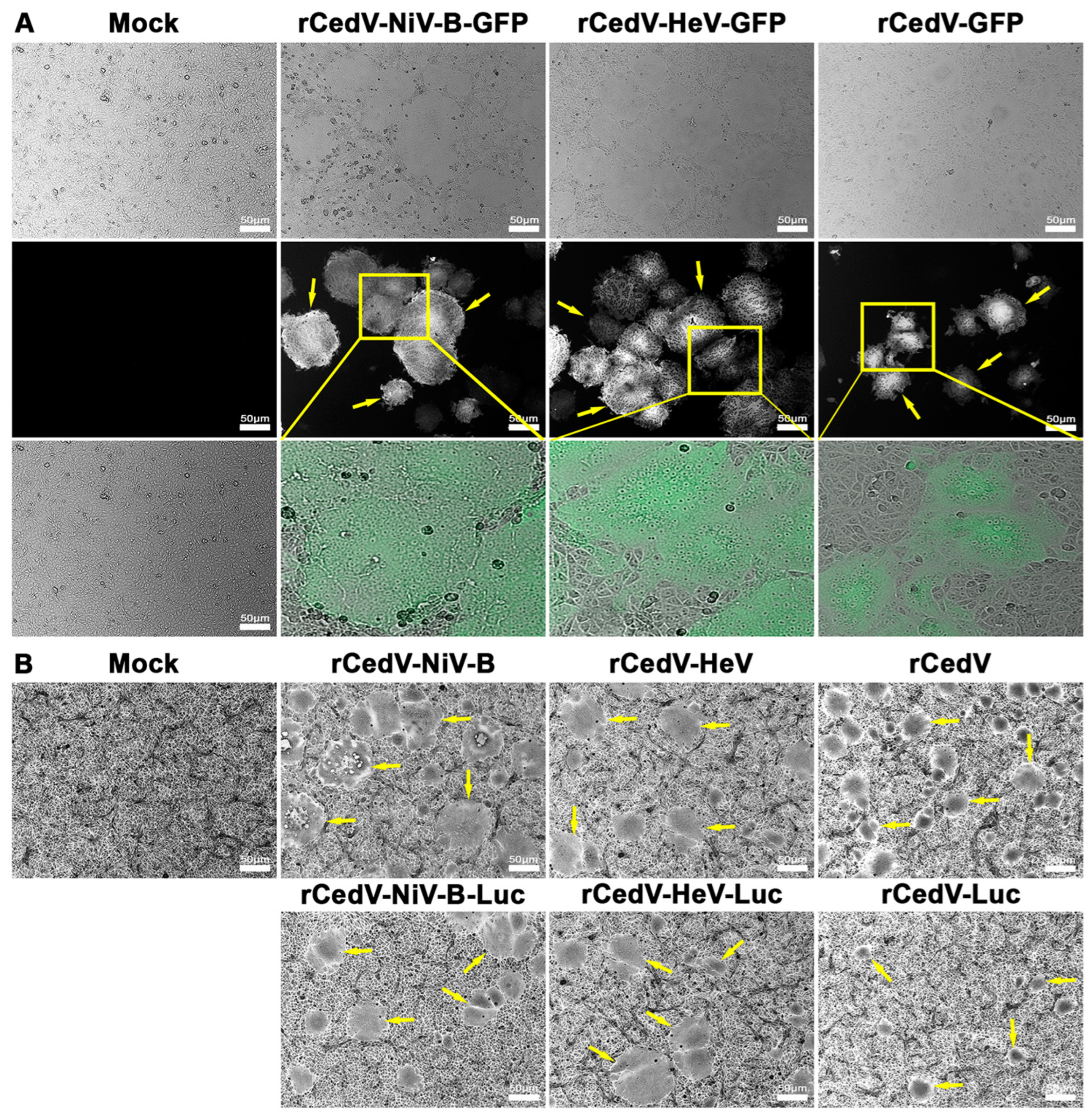 Viruses 15 01077 g002