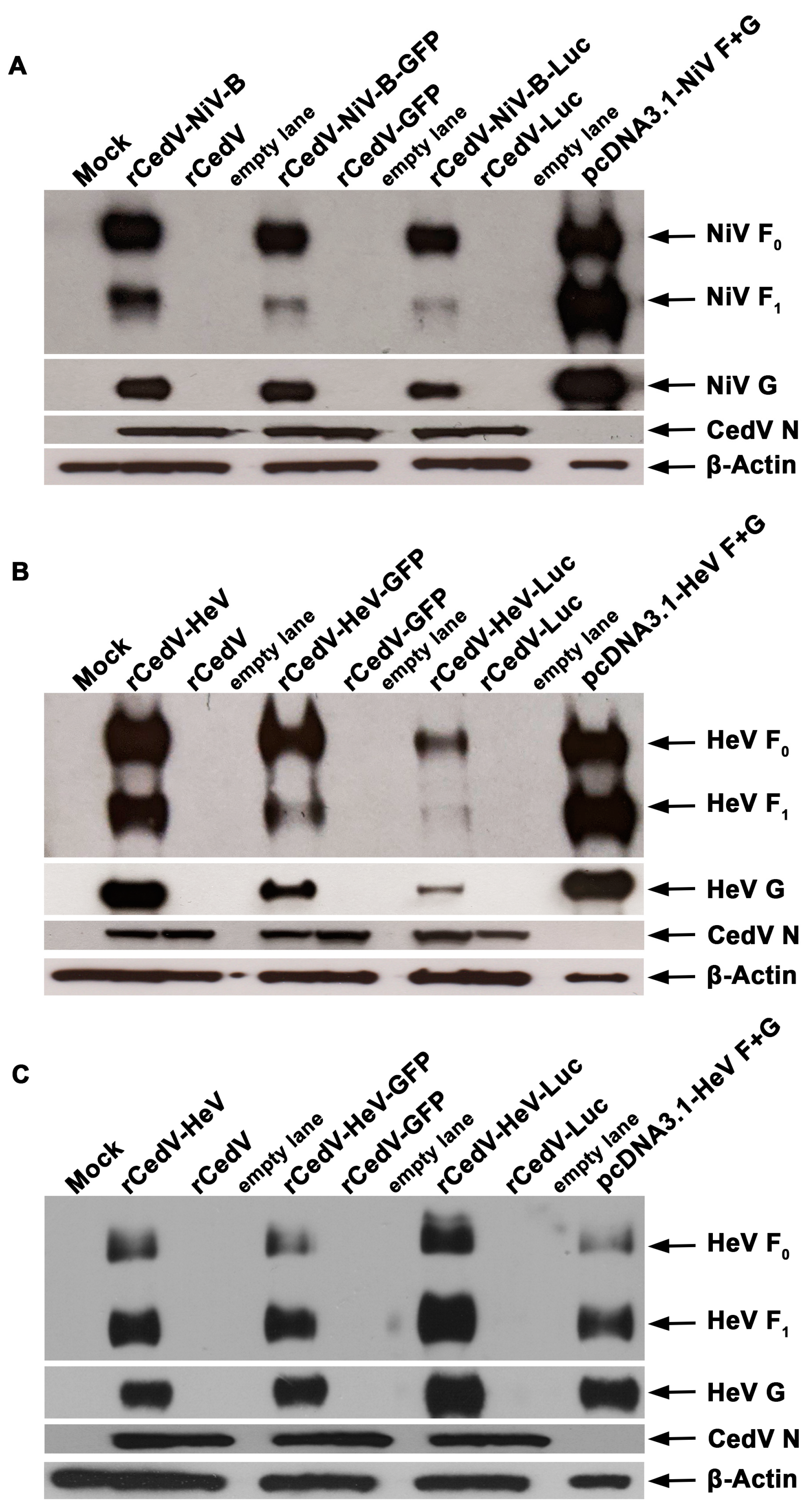 Viruses 15 01077 g003