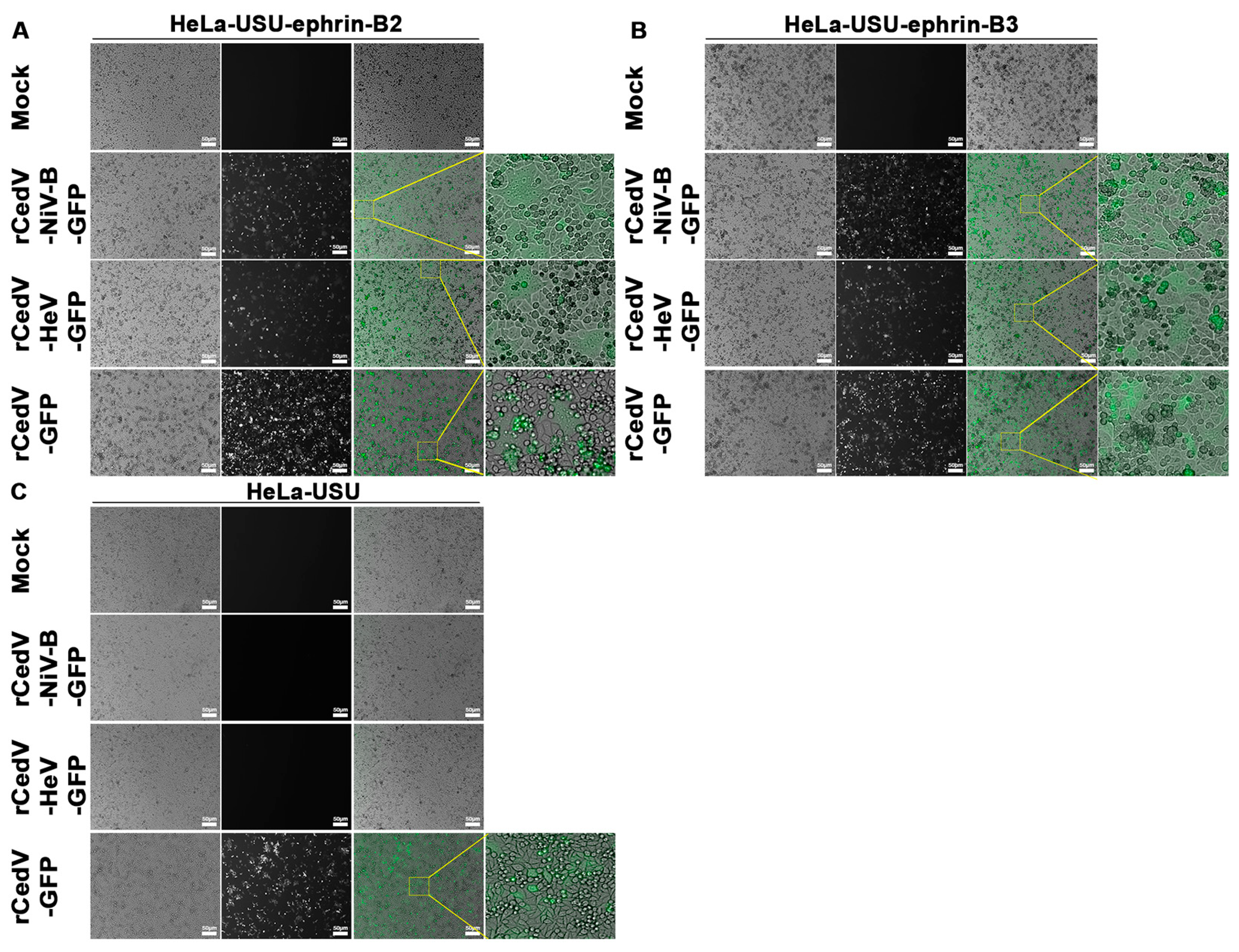 Viruses 15 01077 g005