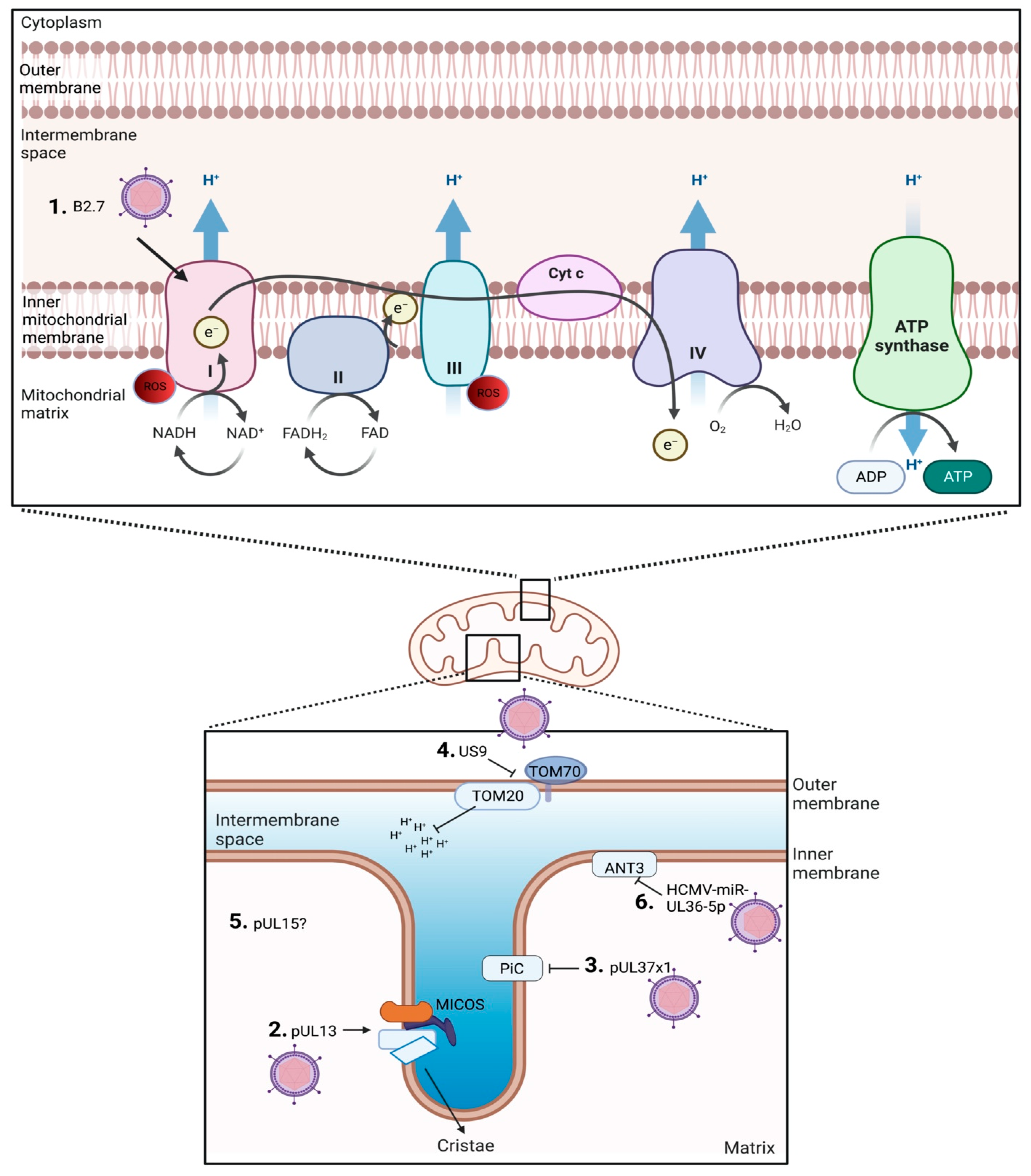 Viruses 15 01083 g001