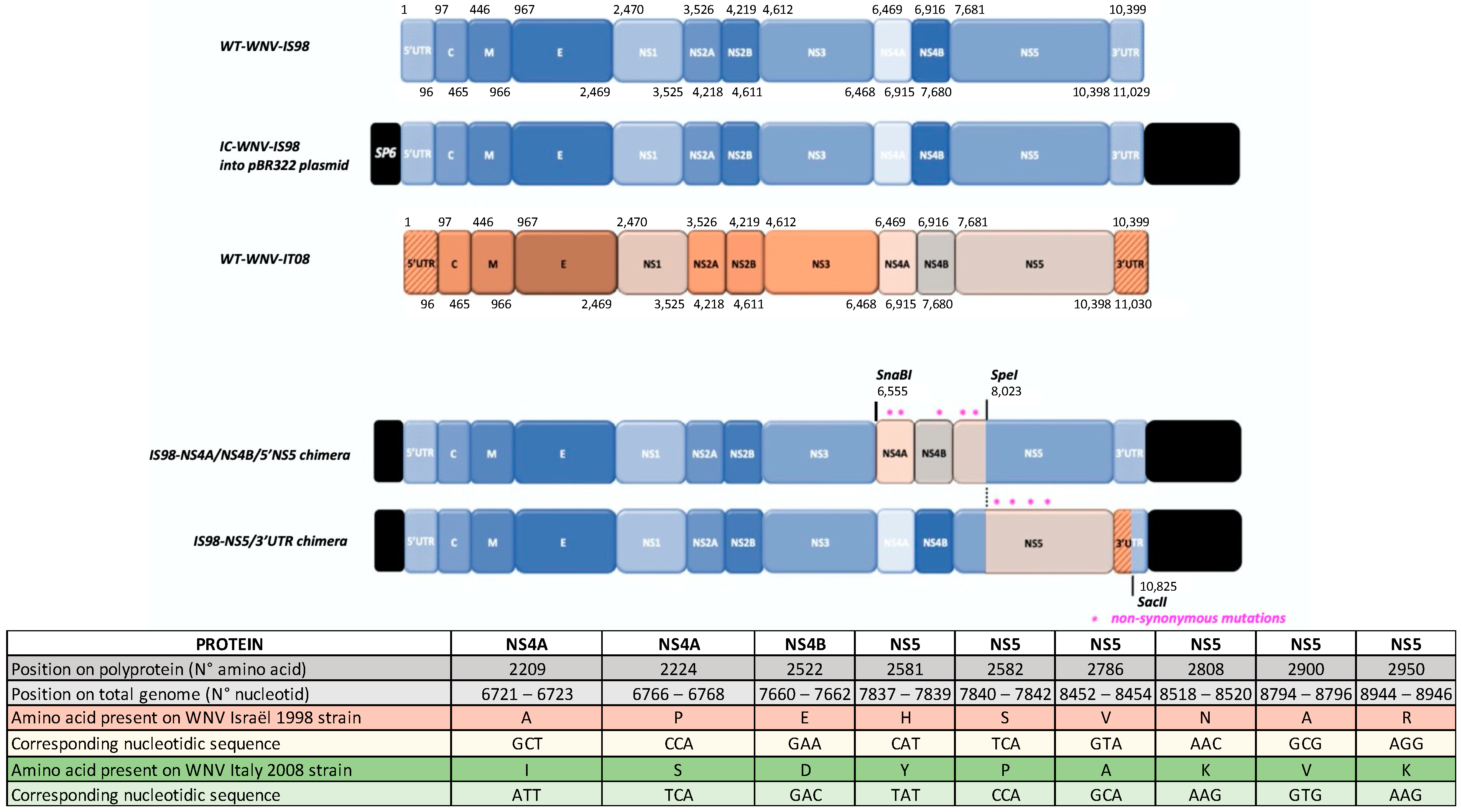 Viruses 15 01094 g001