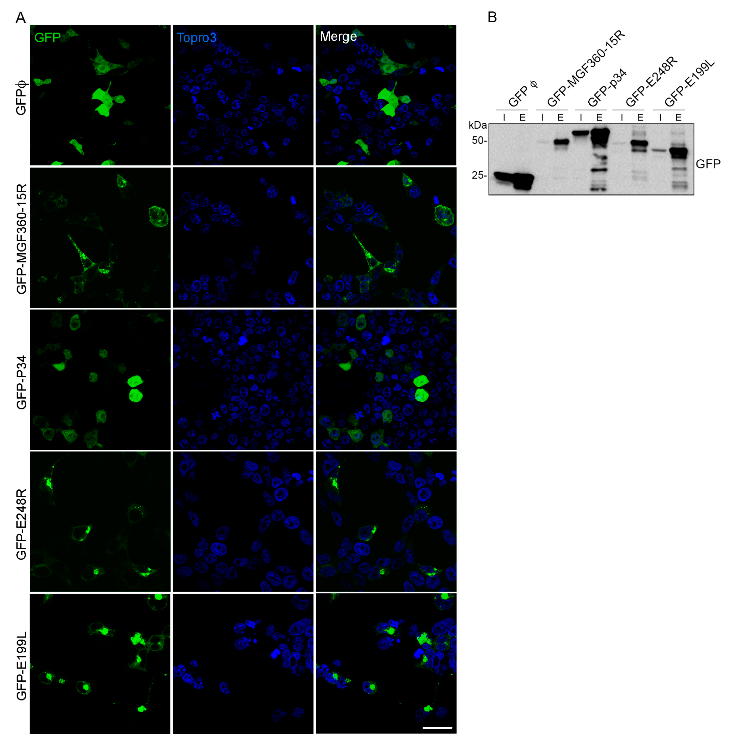Viruses 15 01098 g001