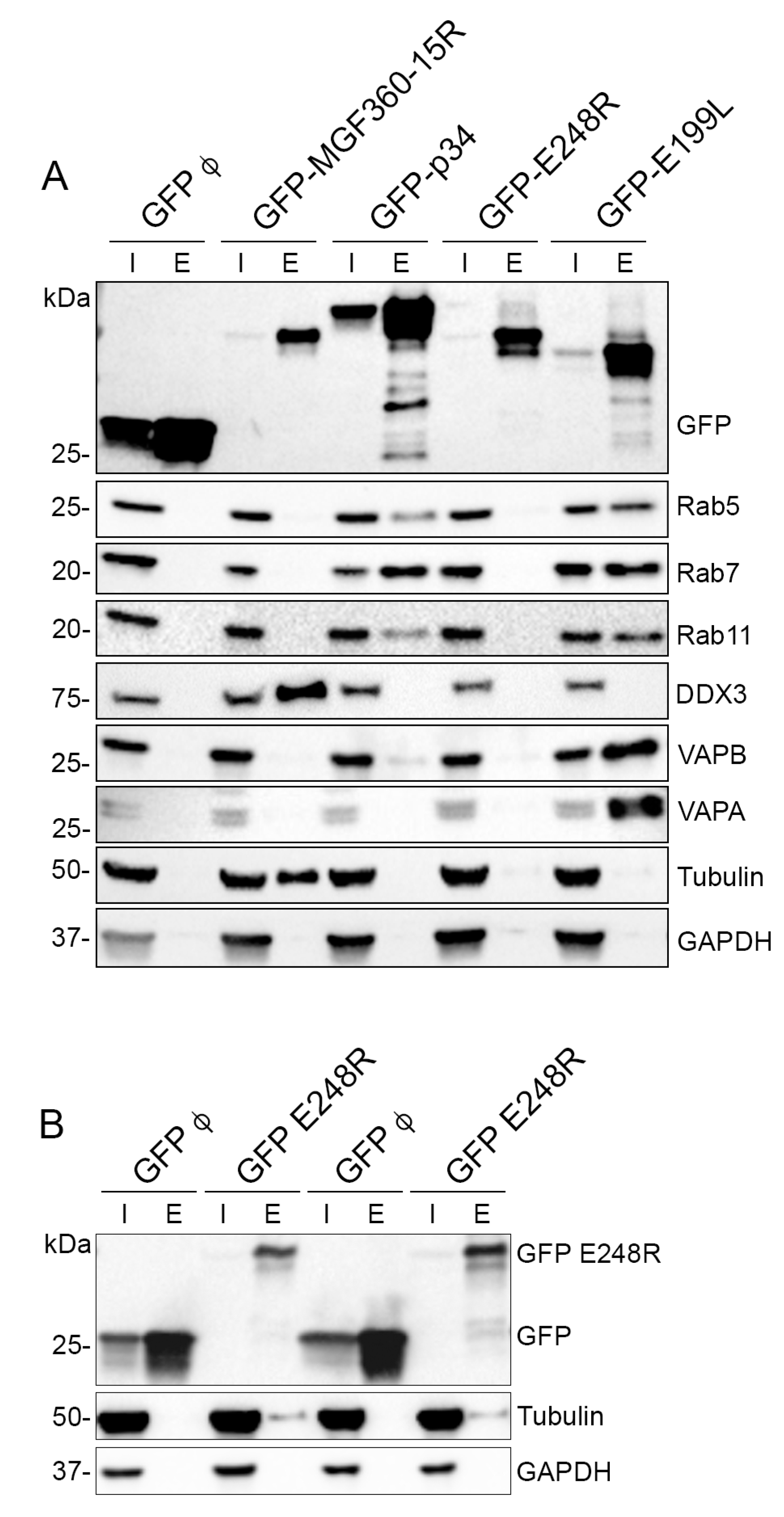 Viruses 15 01098 g007