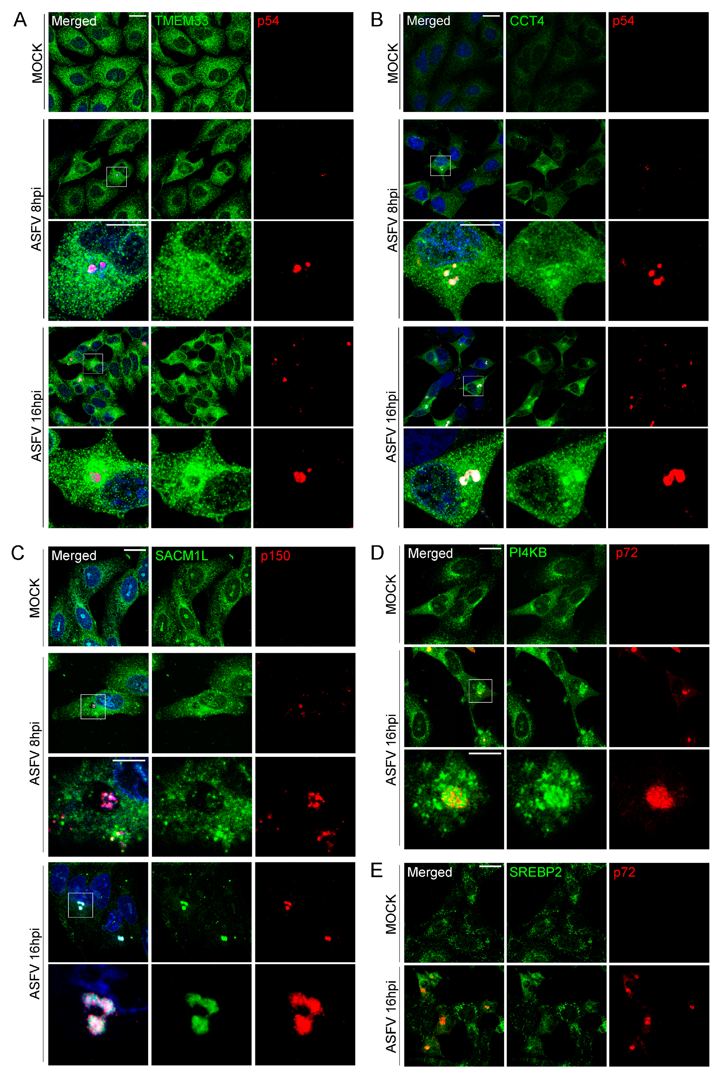Viruses 15 01098 g009