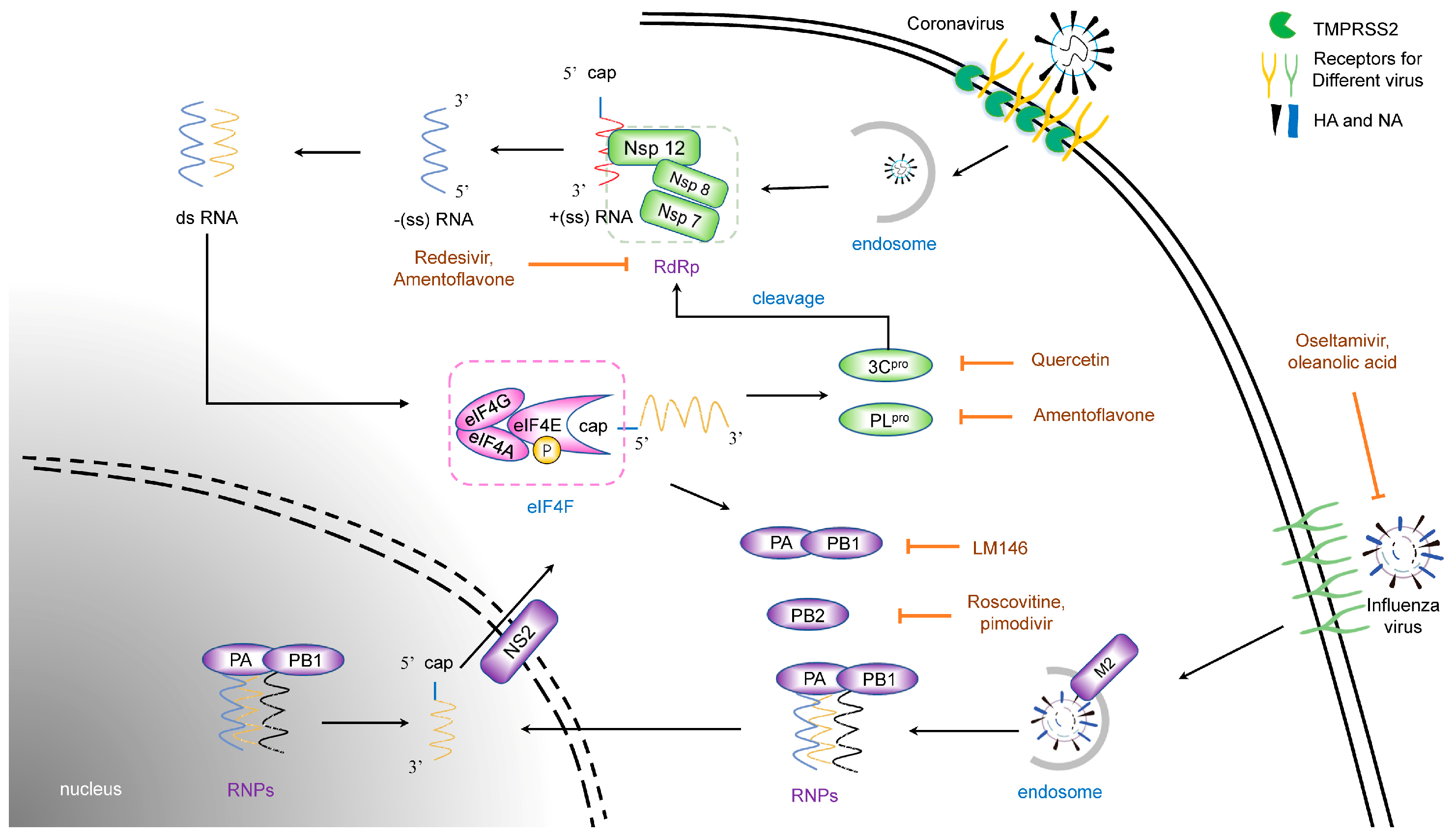 Viruses 15 01100 g001 Viruses 15 01100 g001
