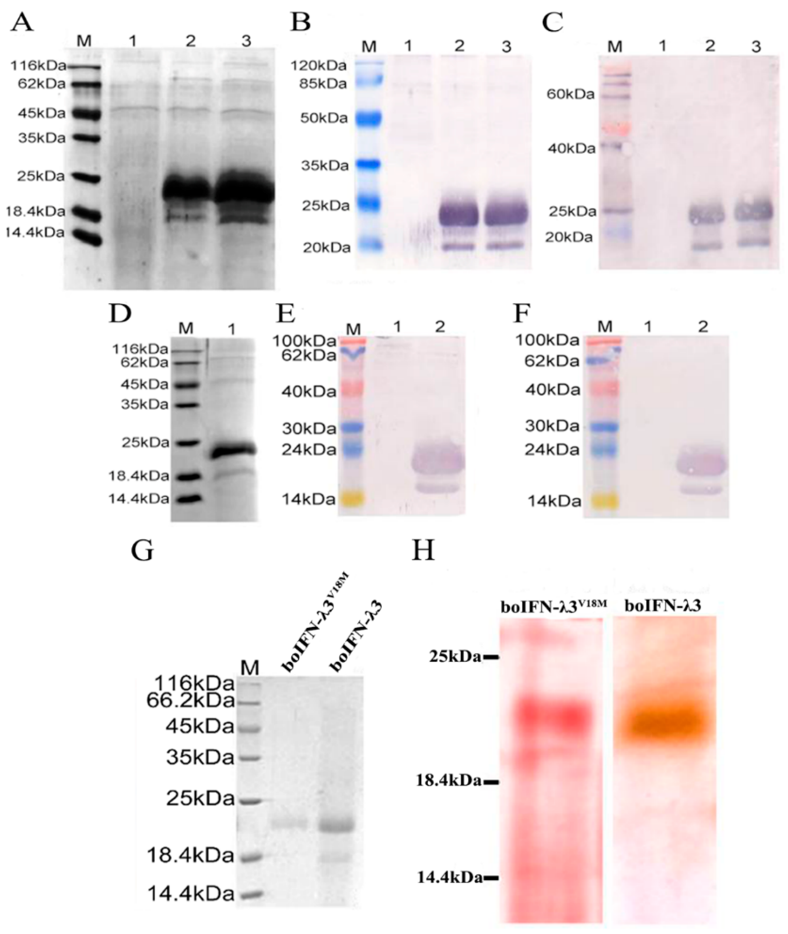 Viruses 15 01101 g006