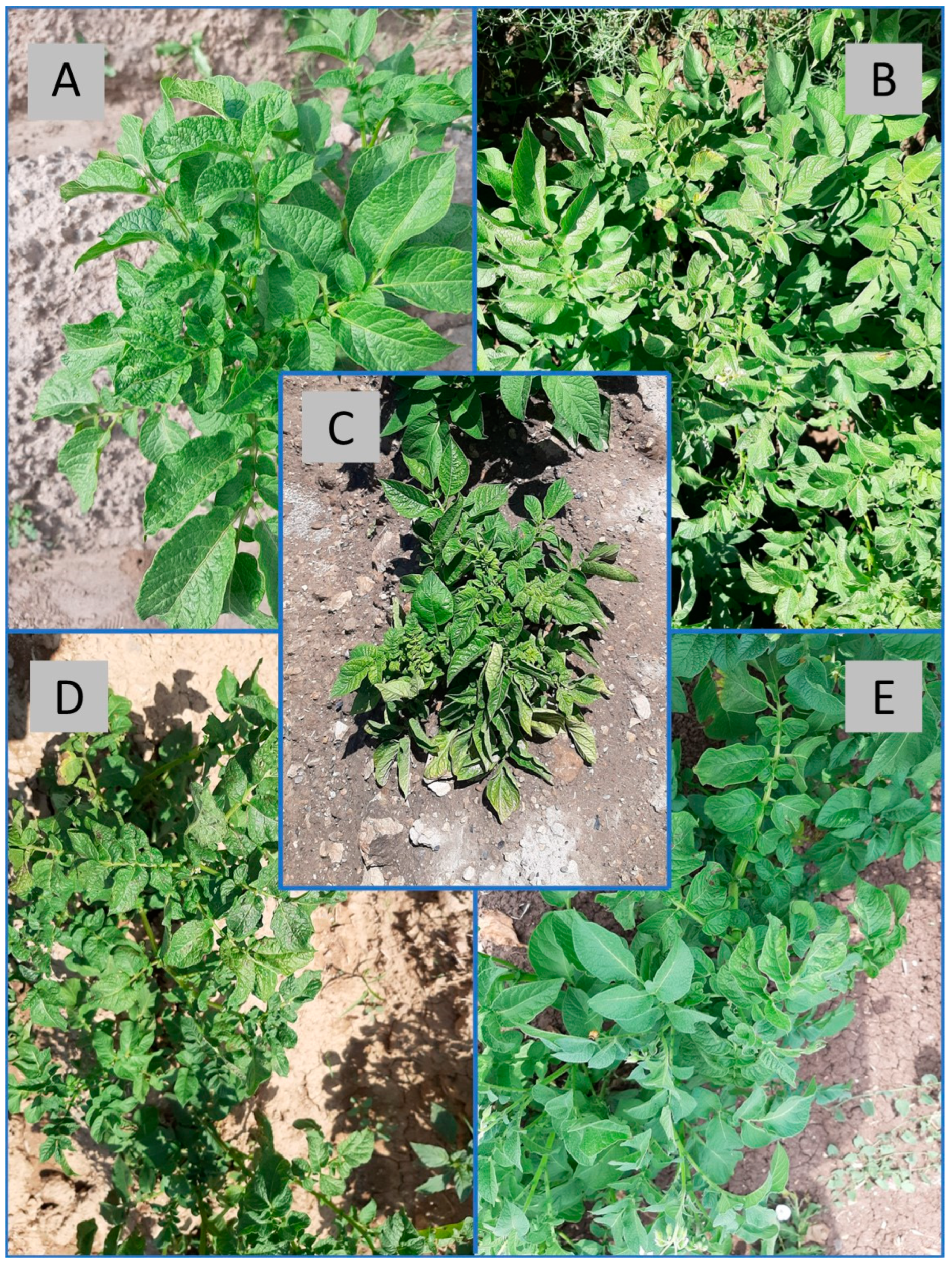 Viruses 15 01104 g001