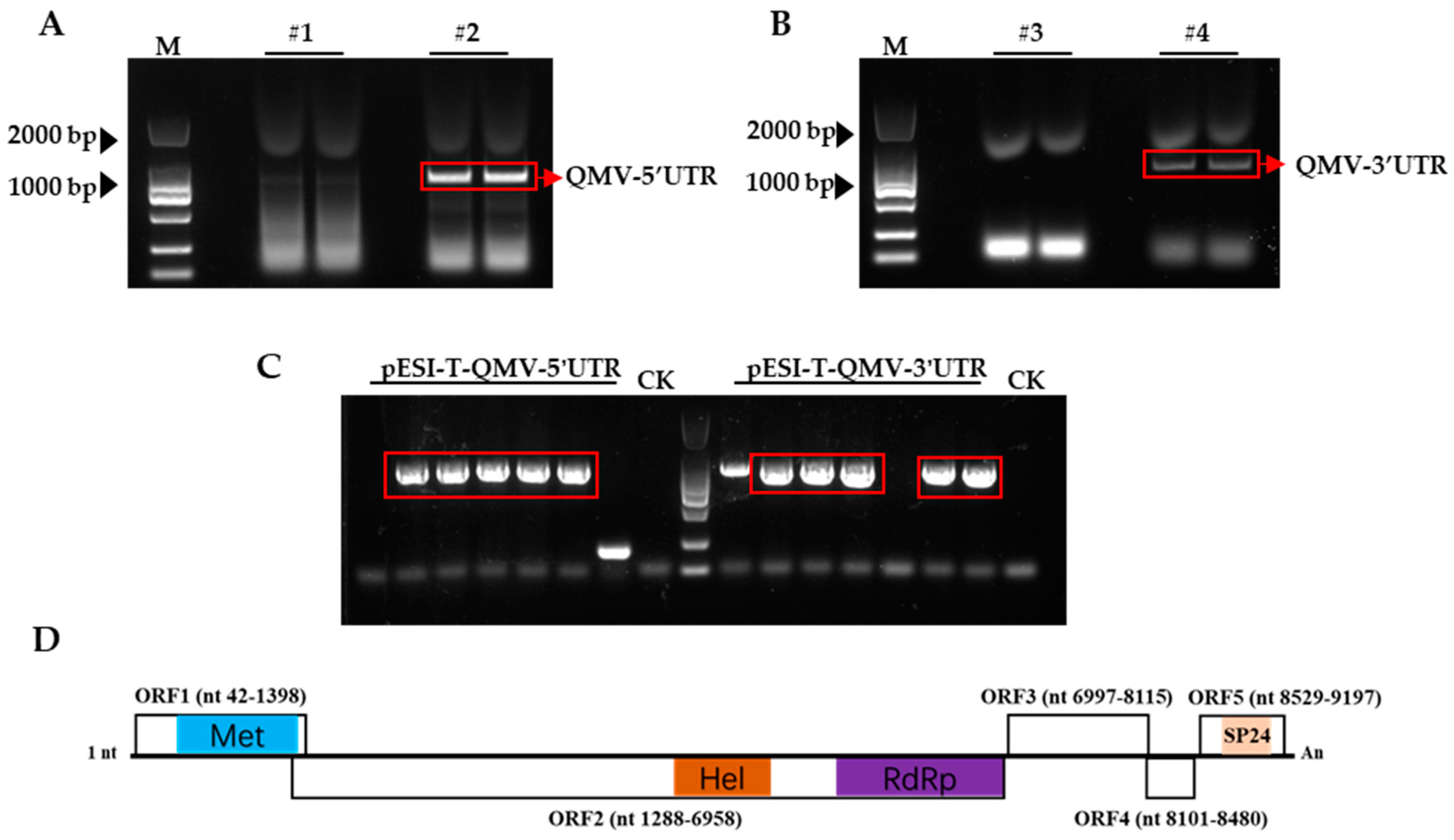 Viruses 15 01131 g001