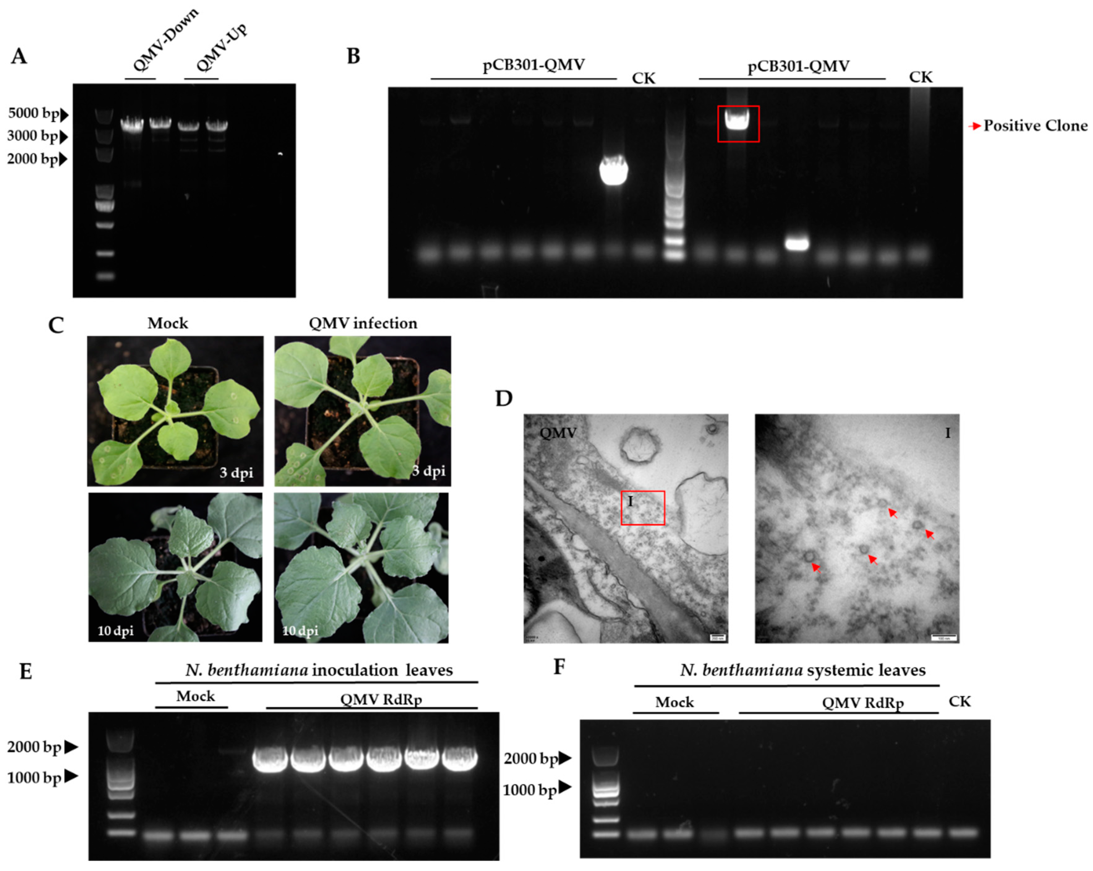 Viruses 15 01131 g004