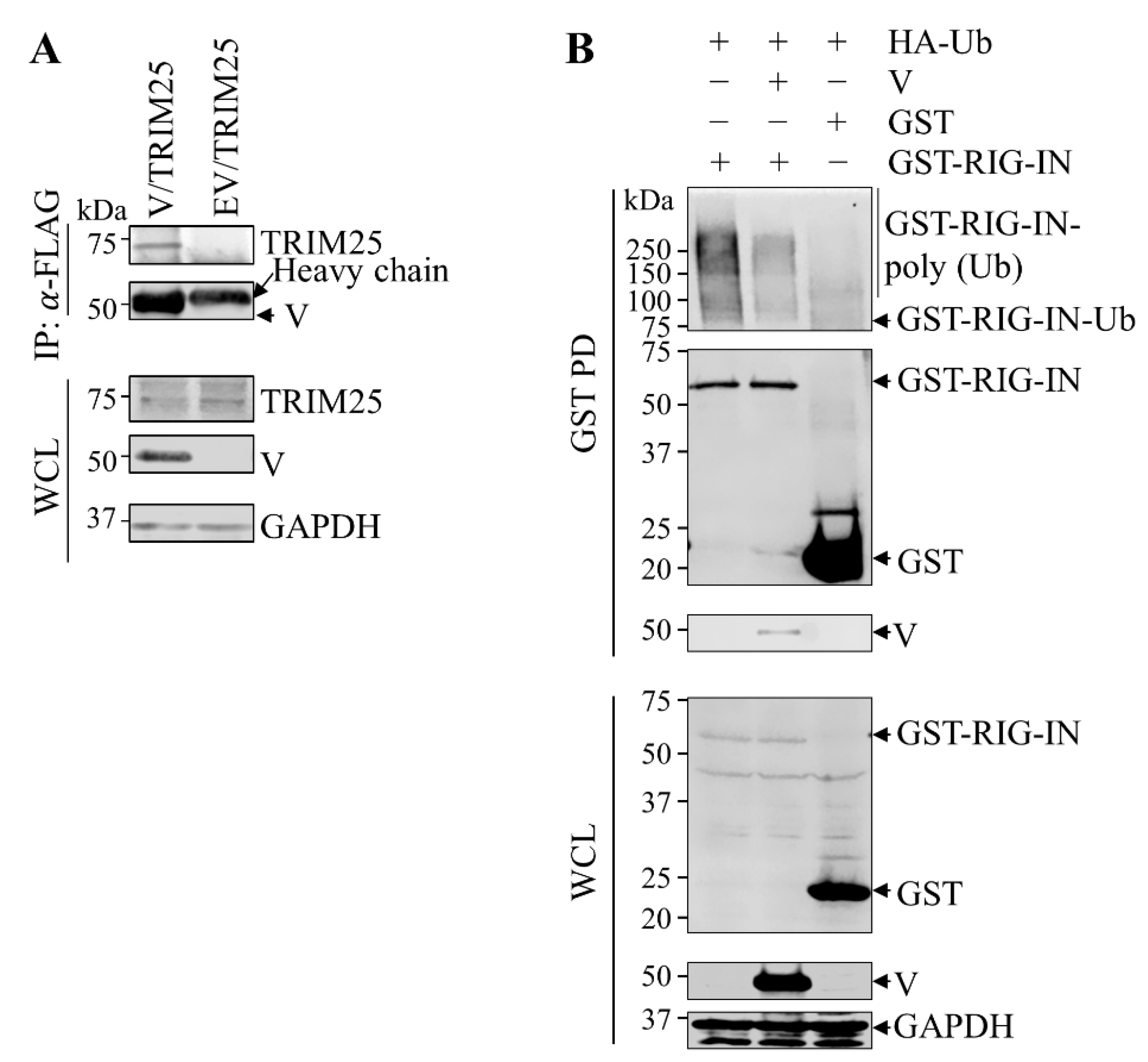 Viruses 15 01176 g004