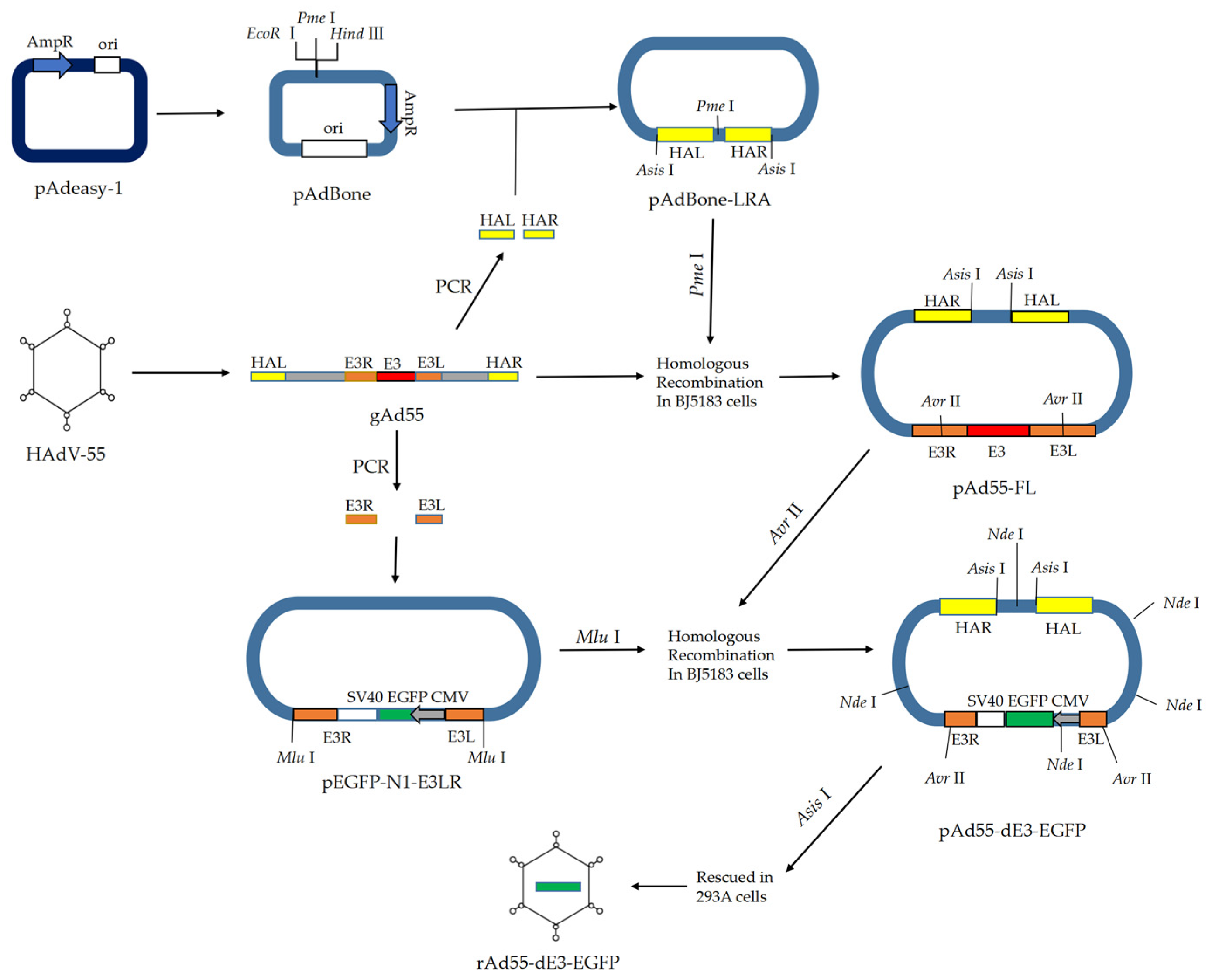 Viruses 15 01192 g001
