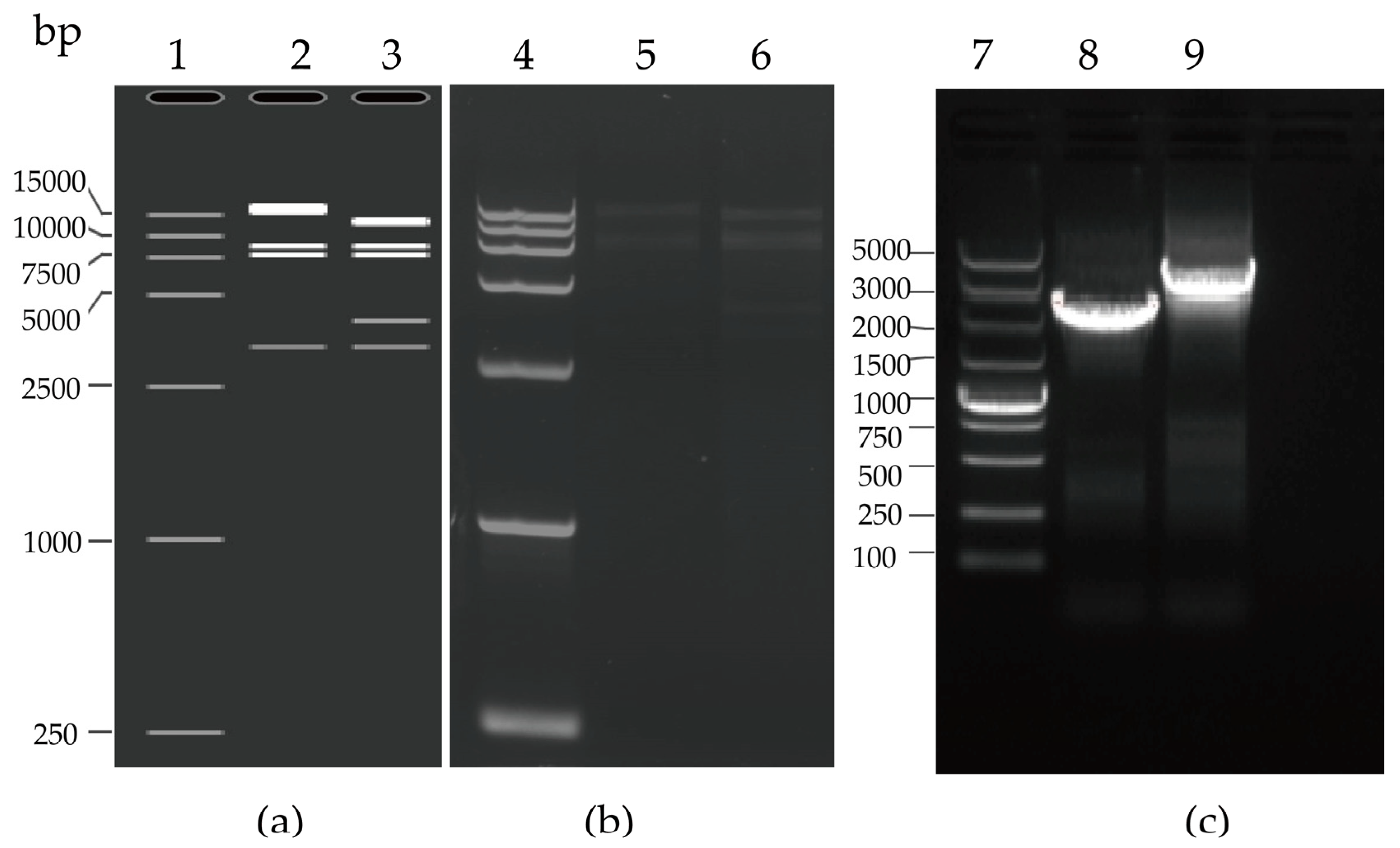 Viruses 15 01192 g002
