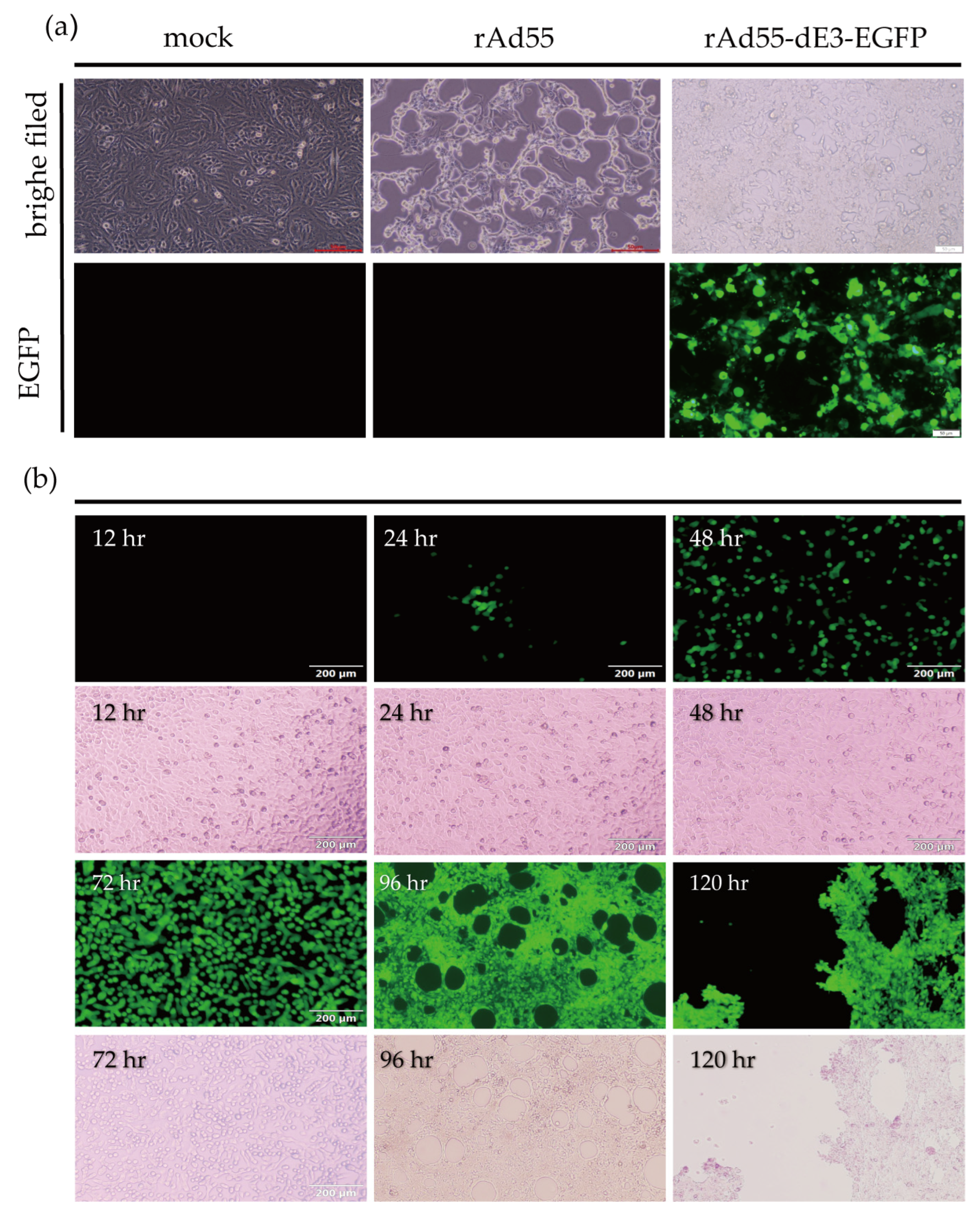 Viruses 15 01192 g003