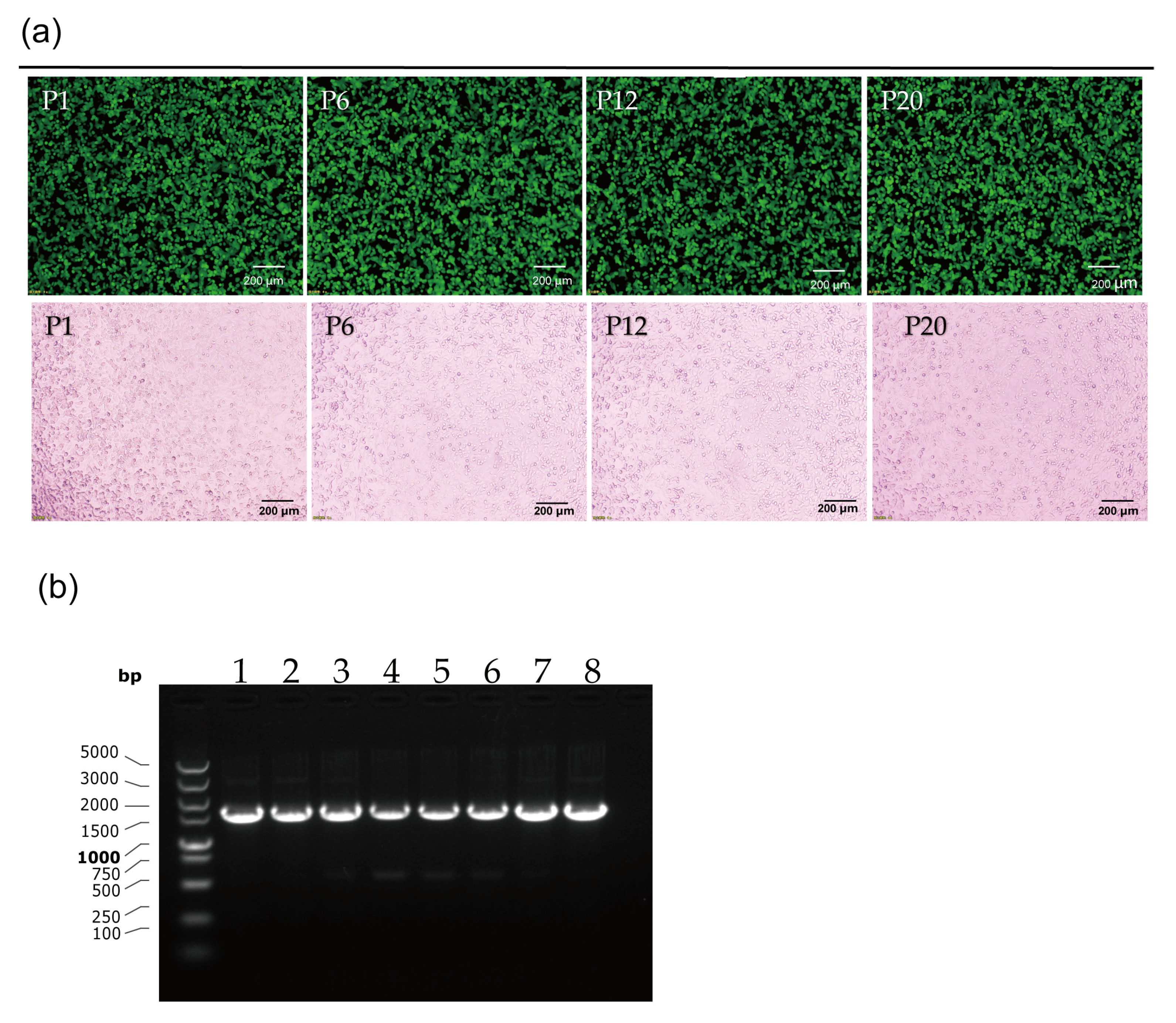 Viruses 15 01192 g004